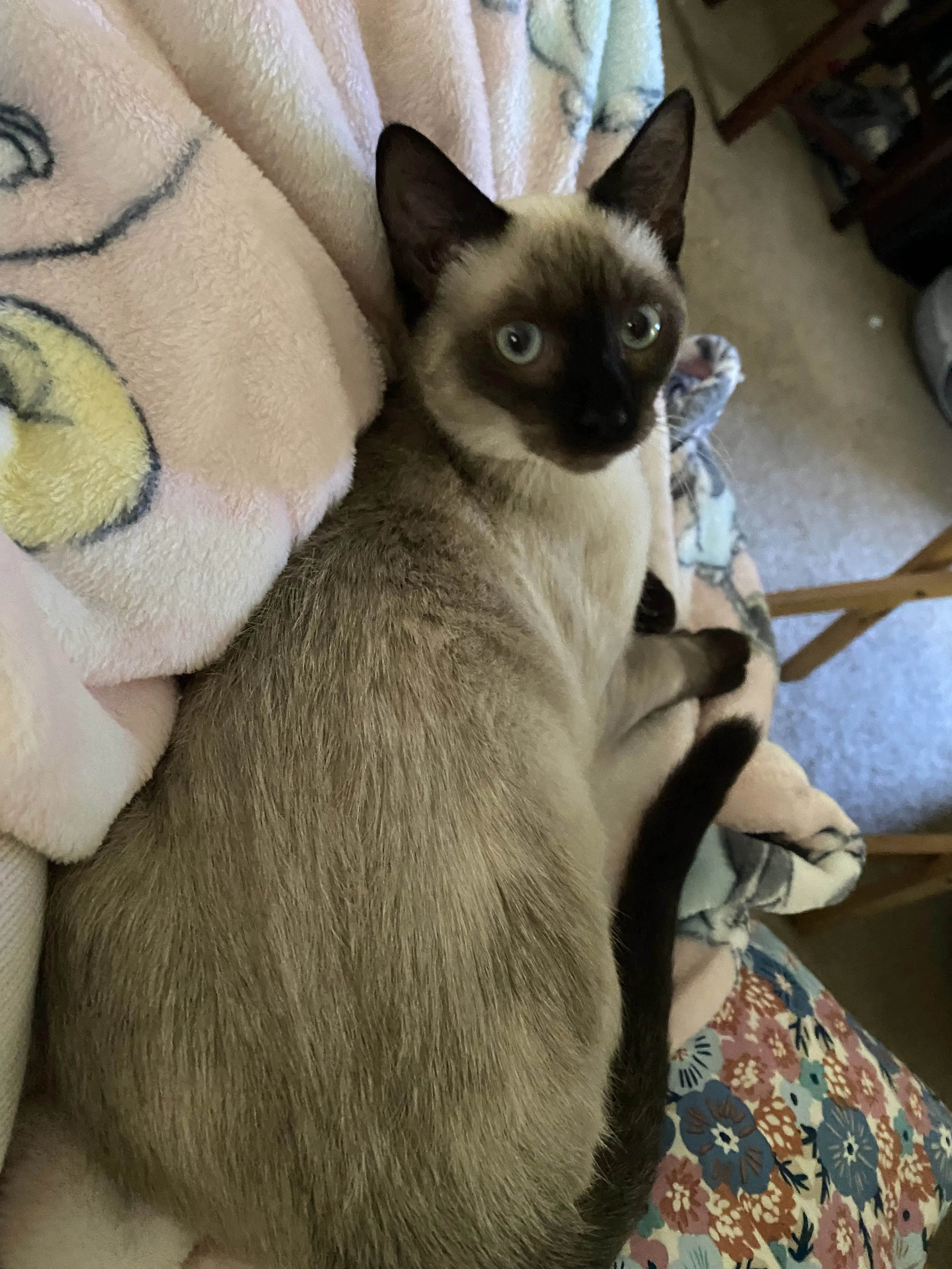 Lost pet-0