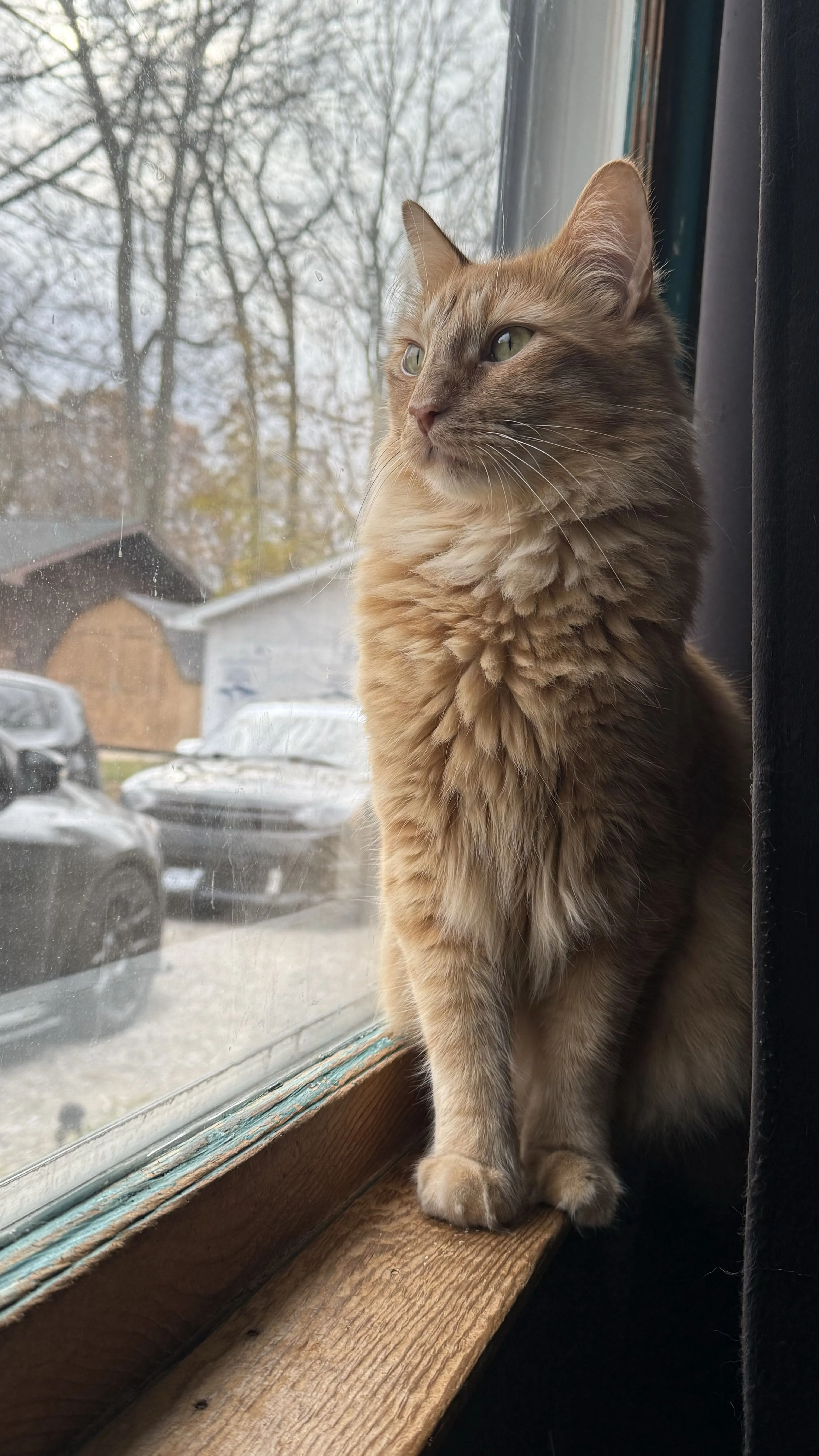 Lost pet