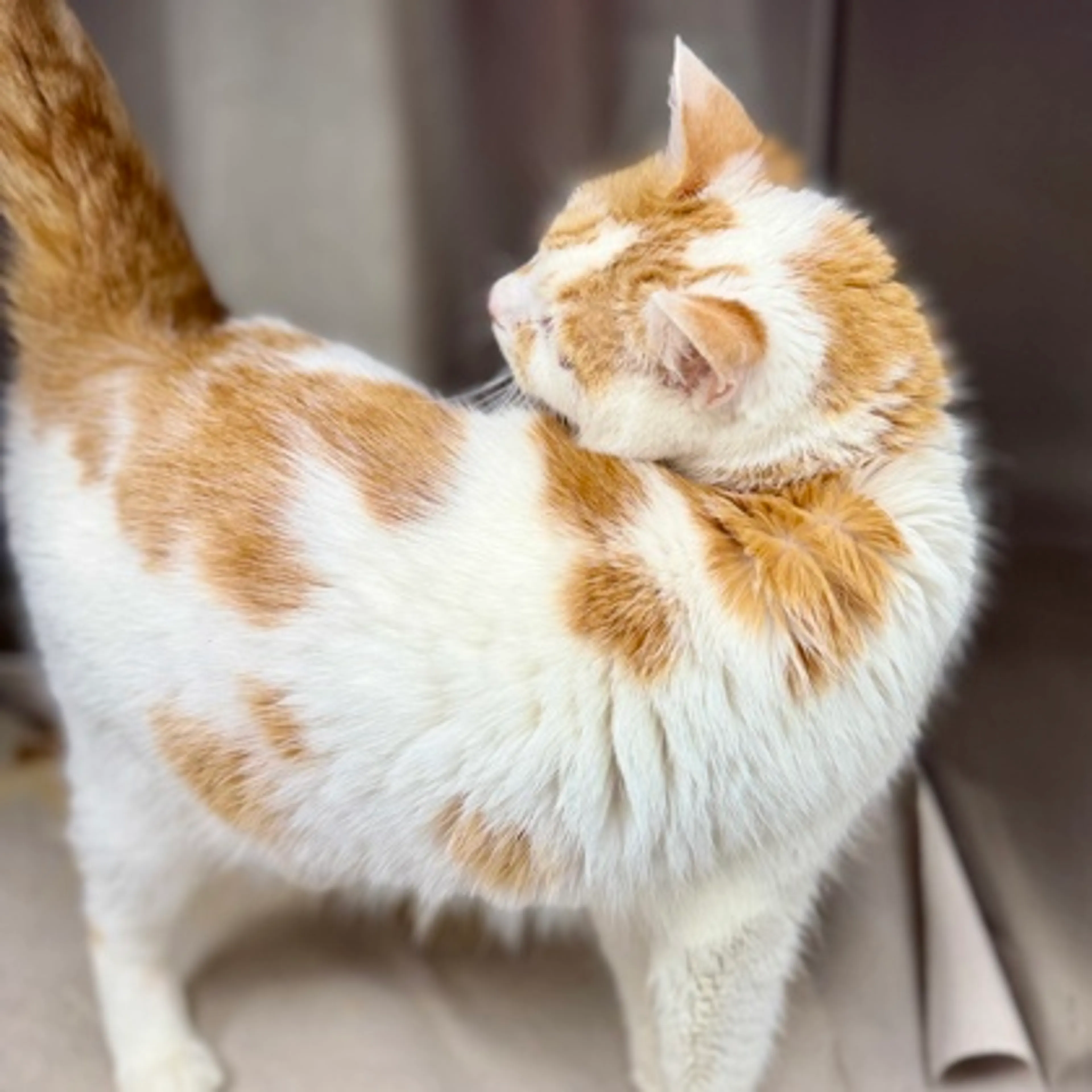 Found pet-1