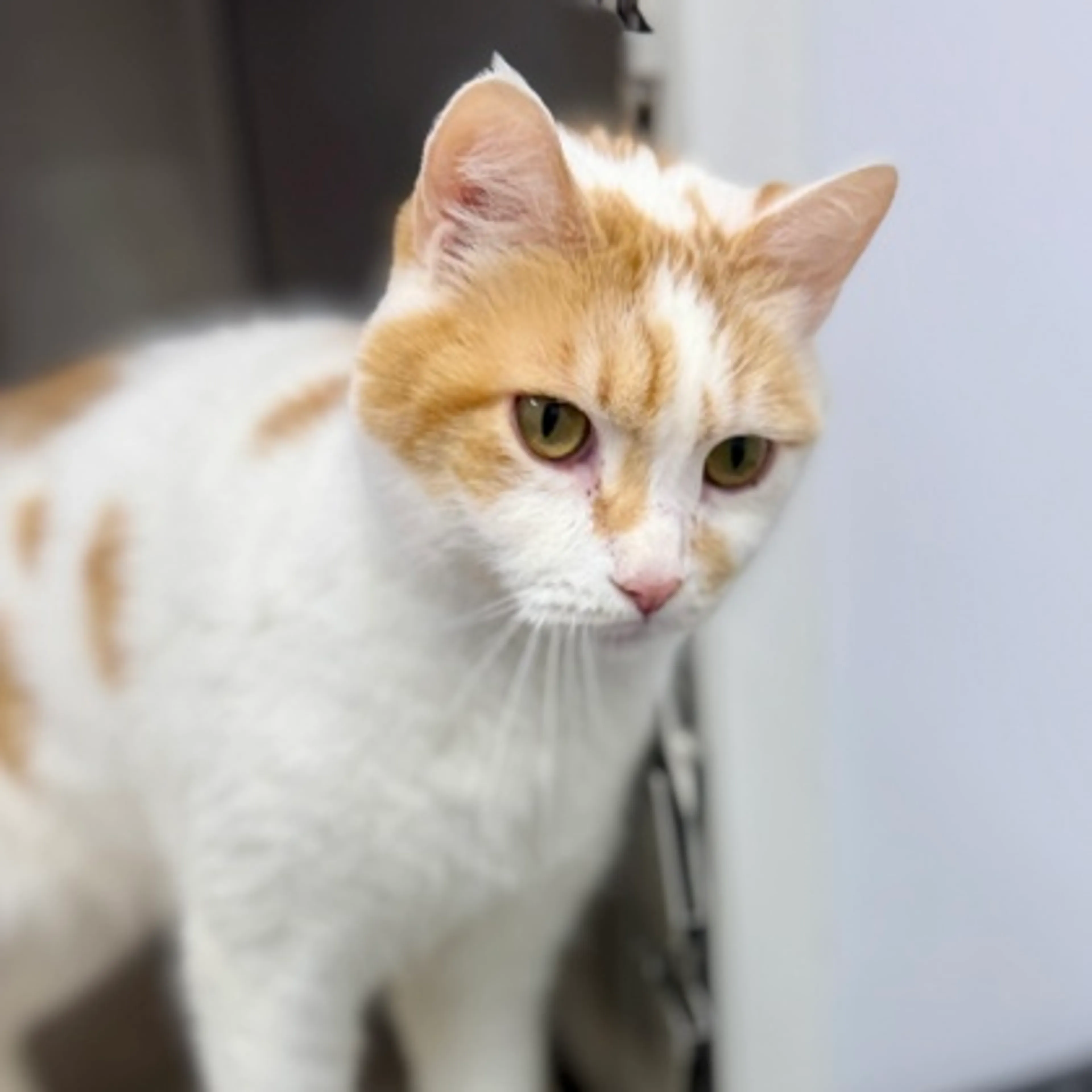 Found pet-2