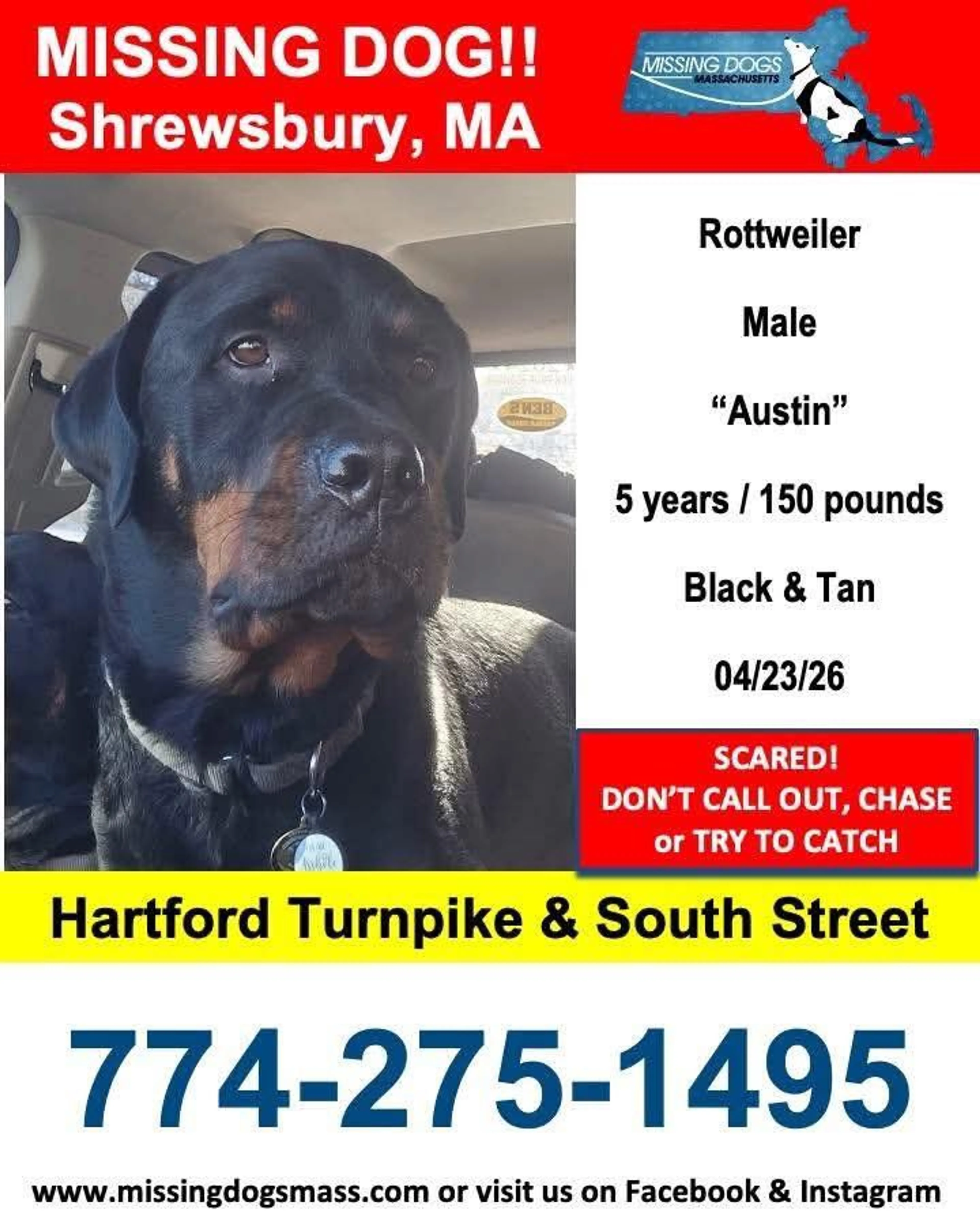 Lost pet