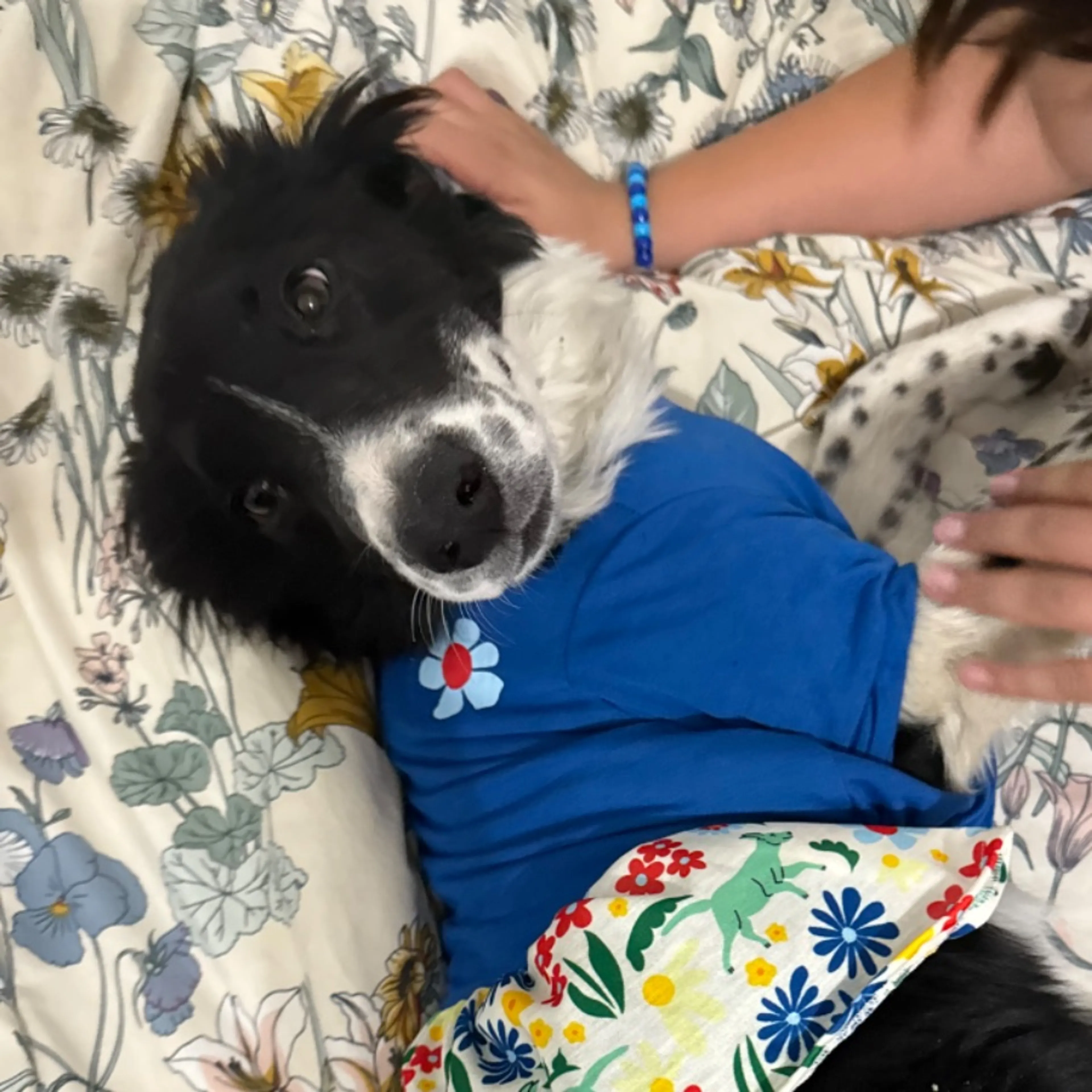 Lost pet