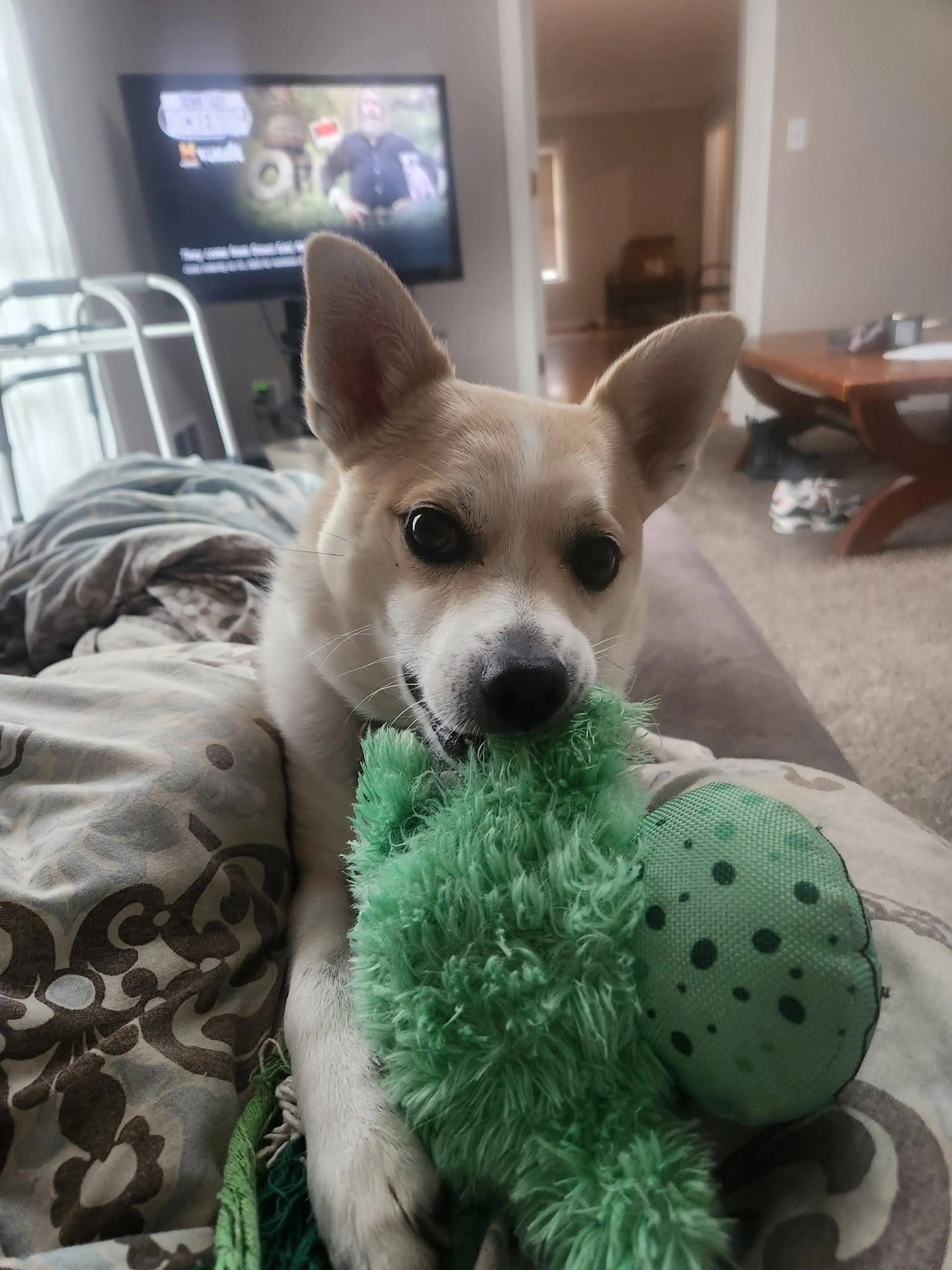 Lost pet