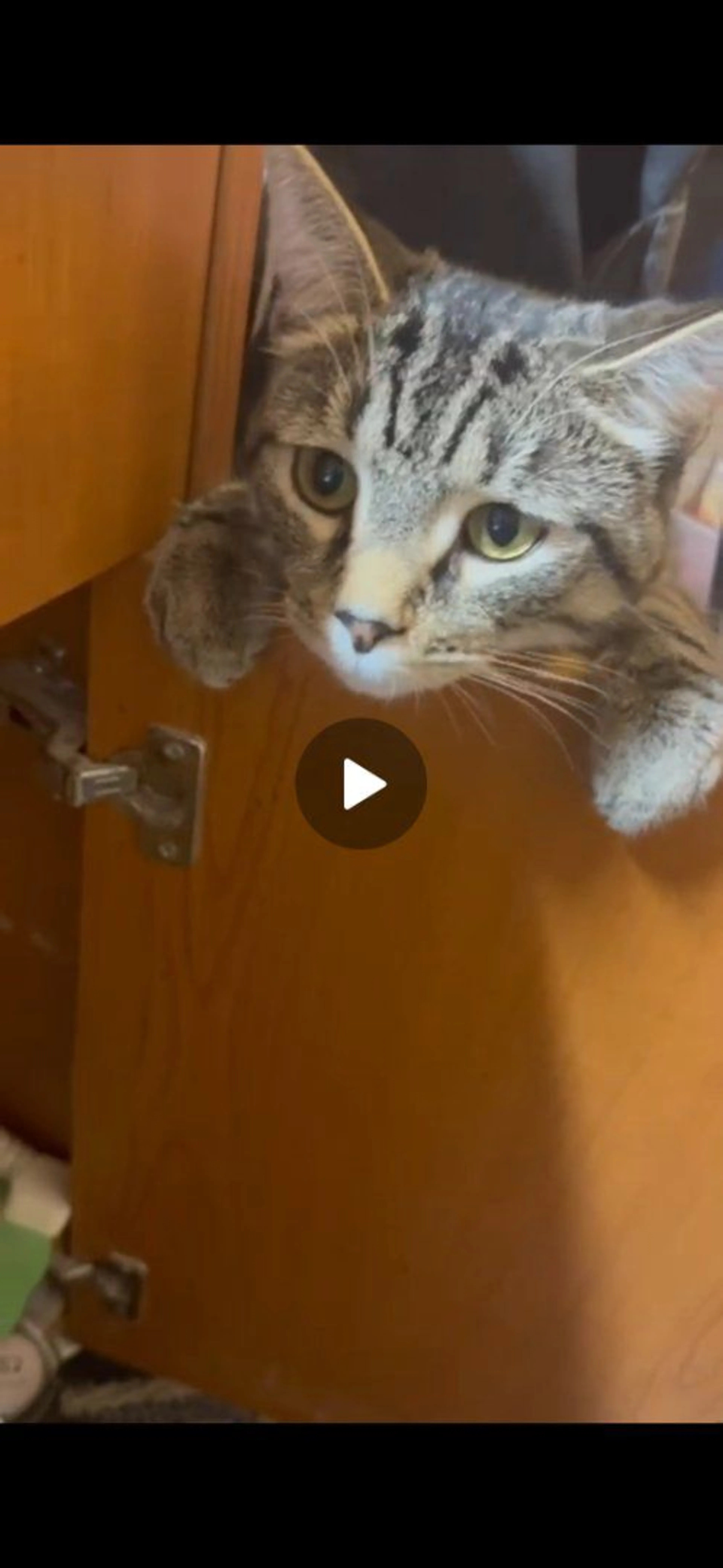 Lost pet