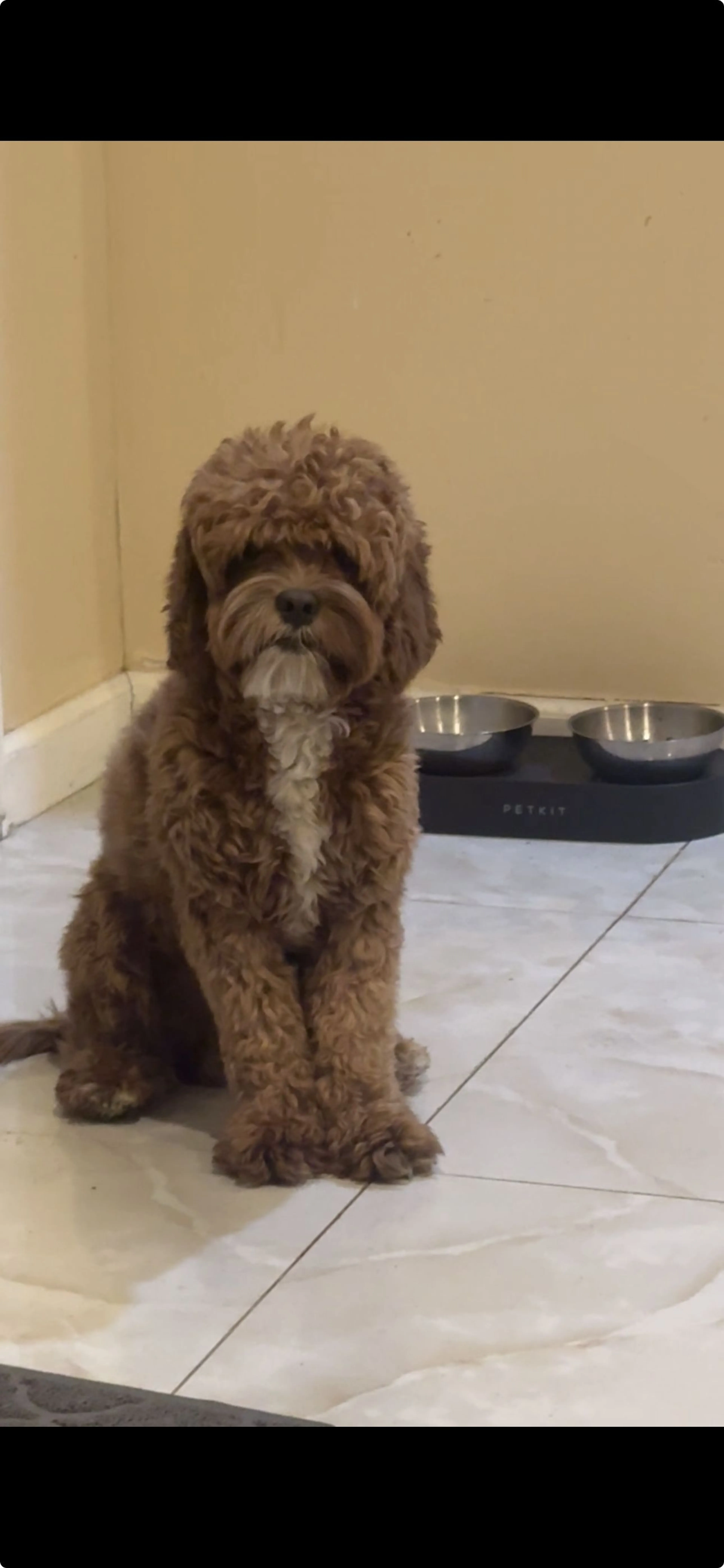Lost pet