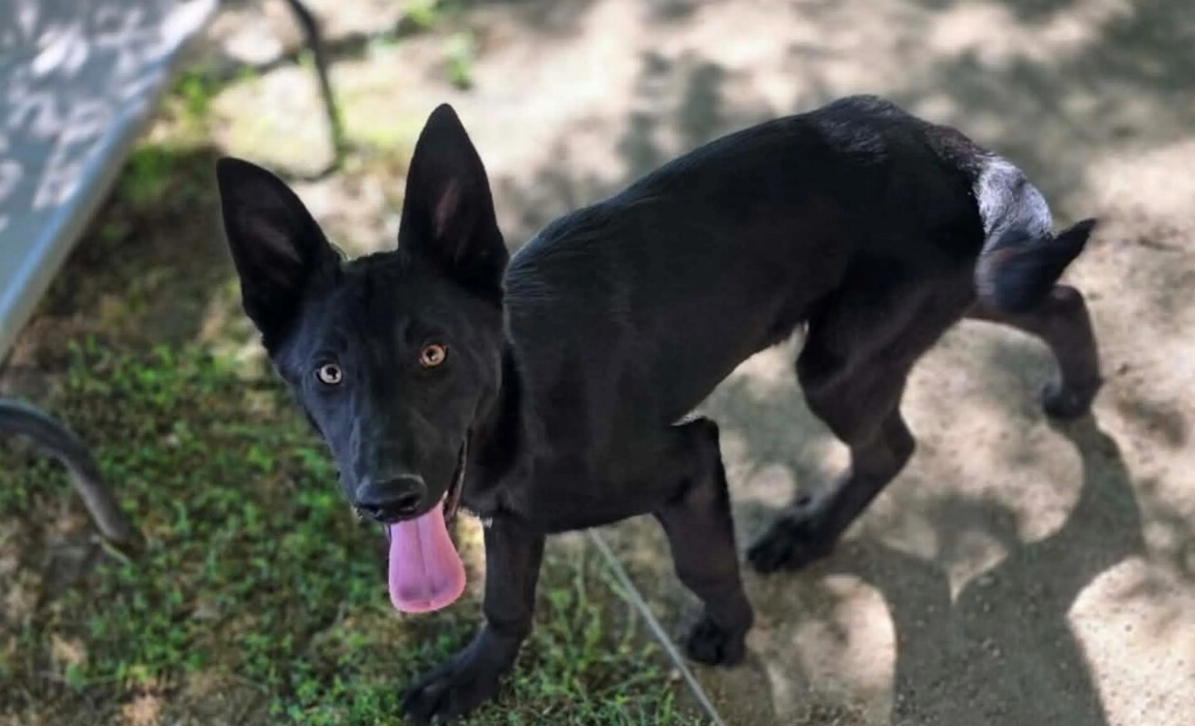 Found pet-0