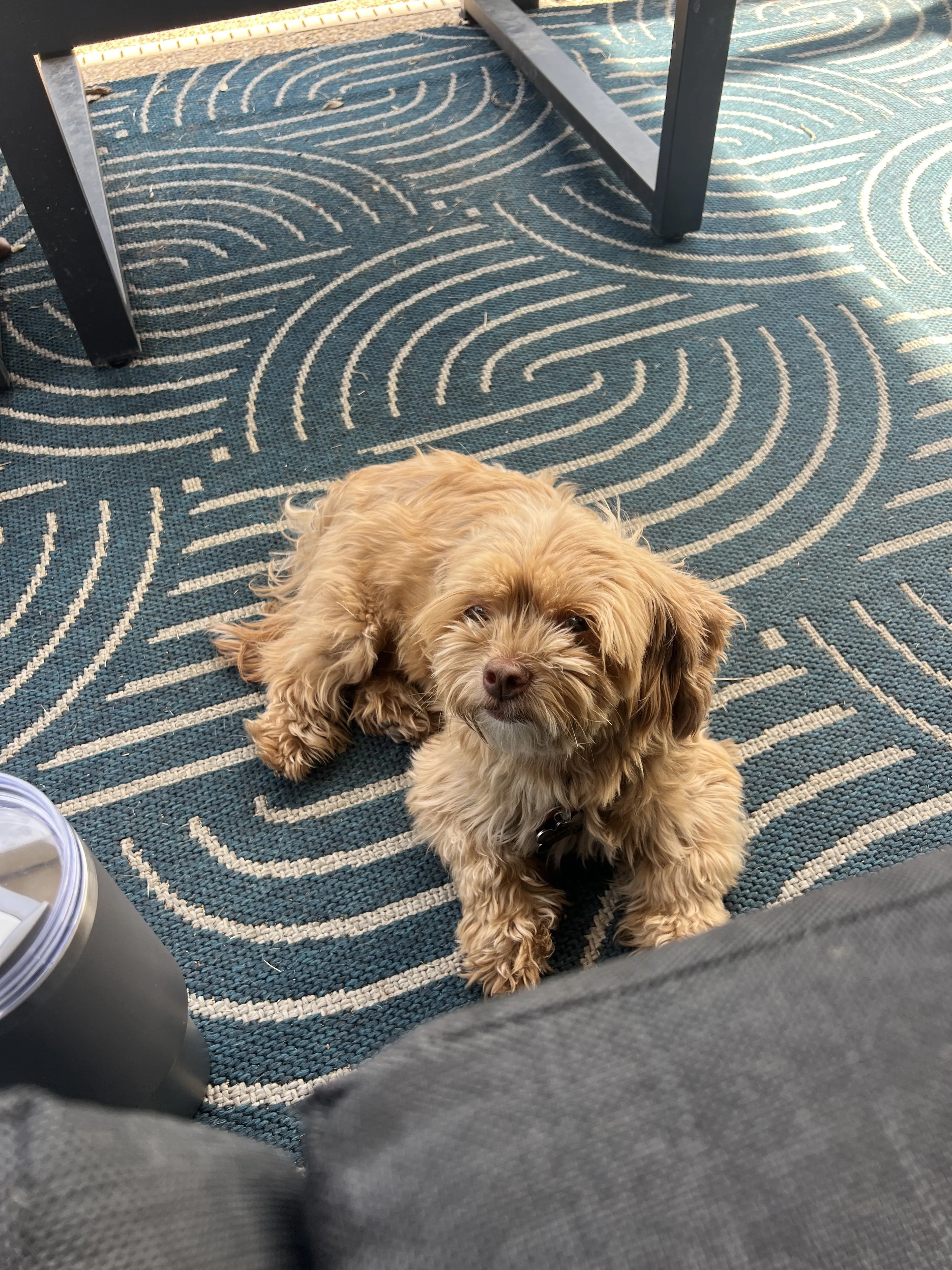 Lost pet-0