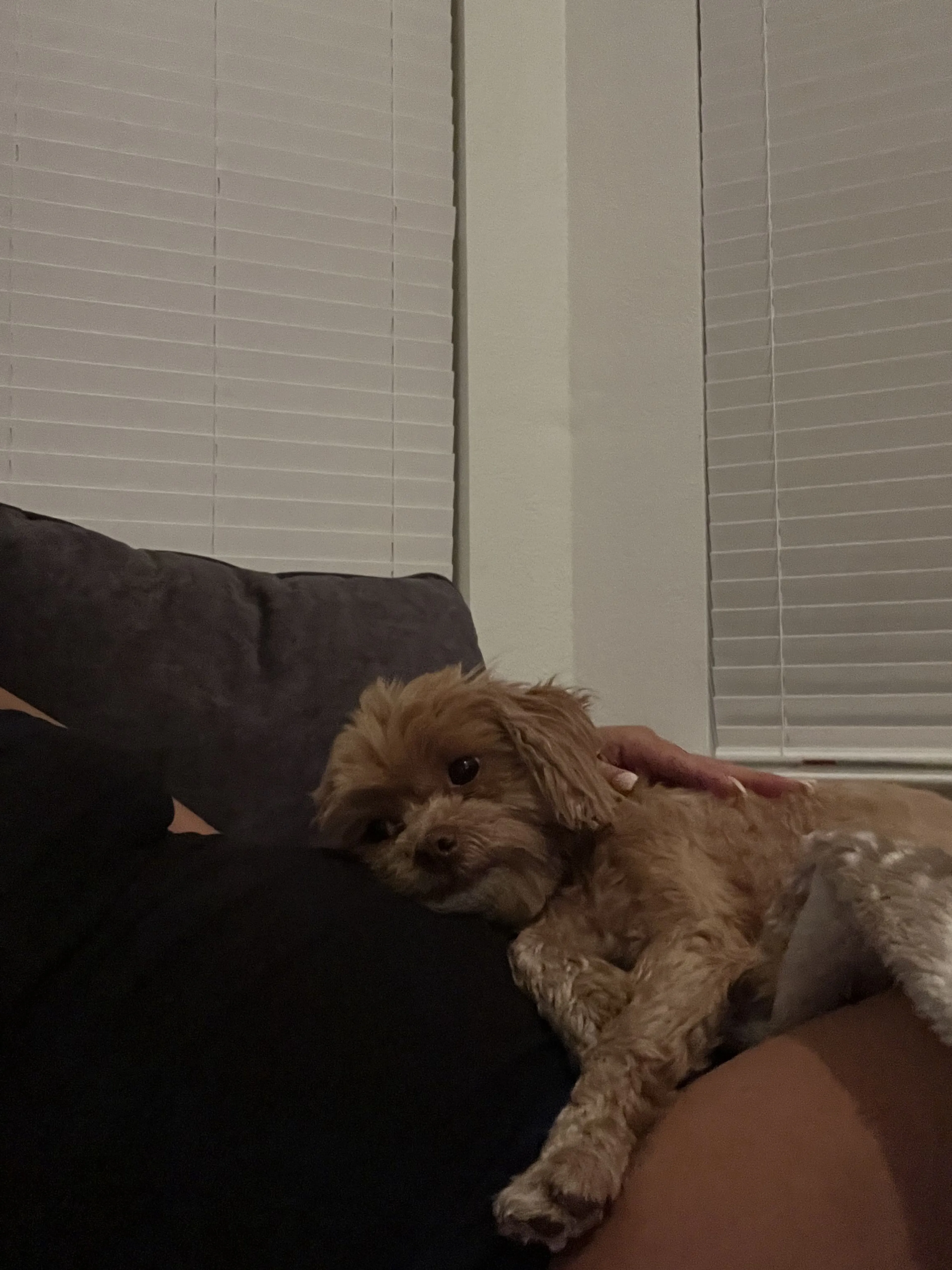 Lost pet-1