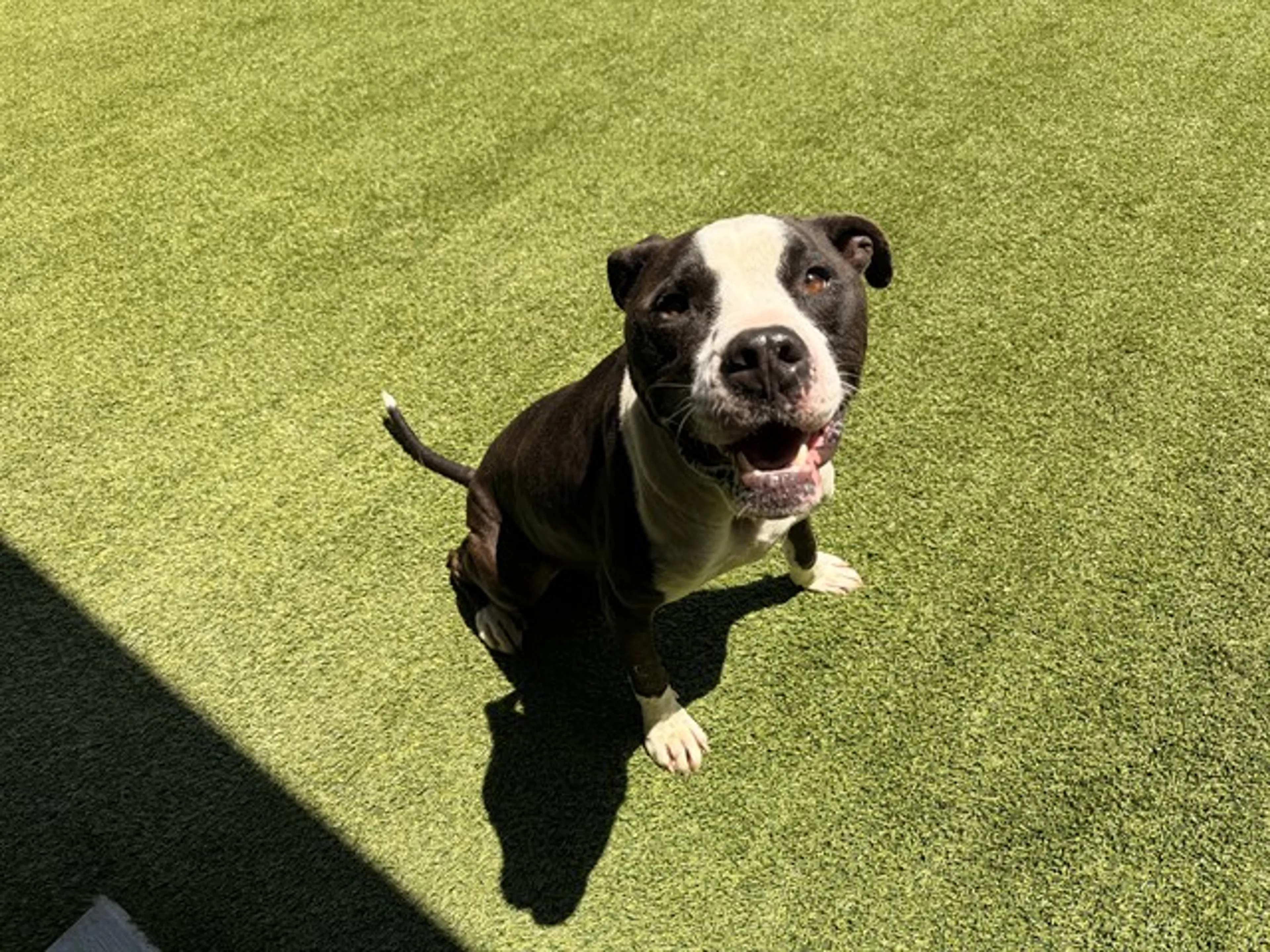 Found pet