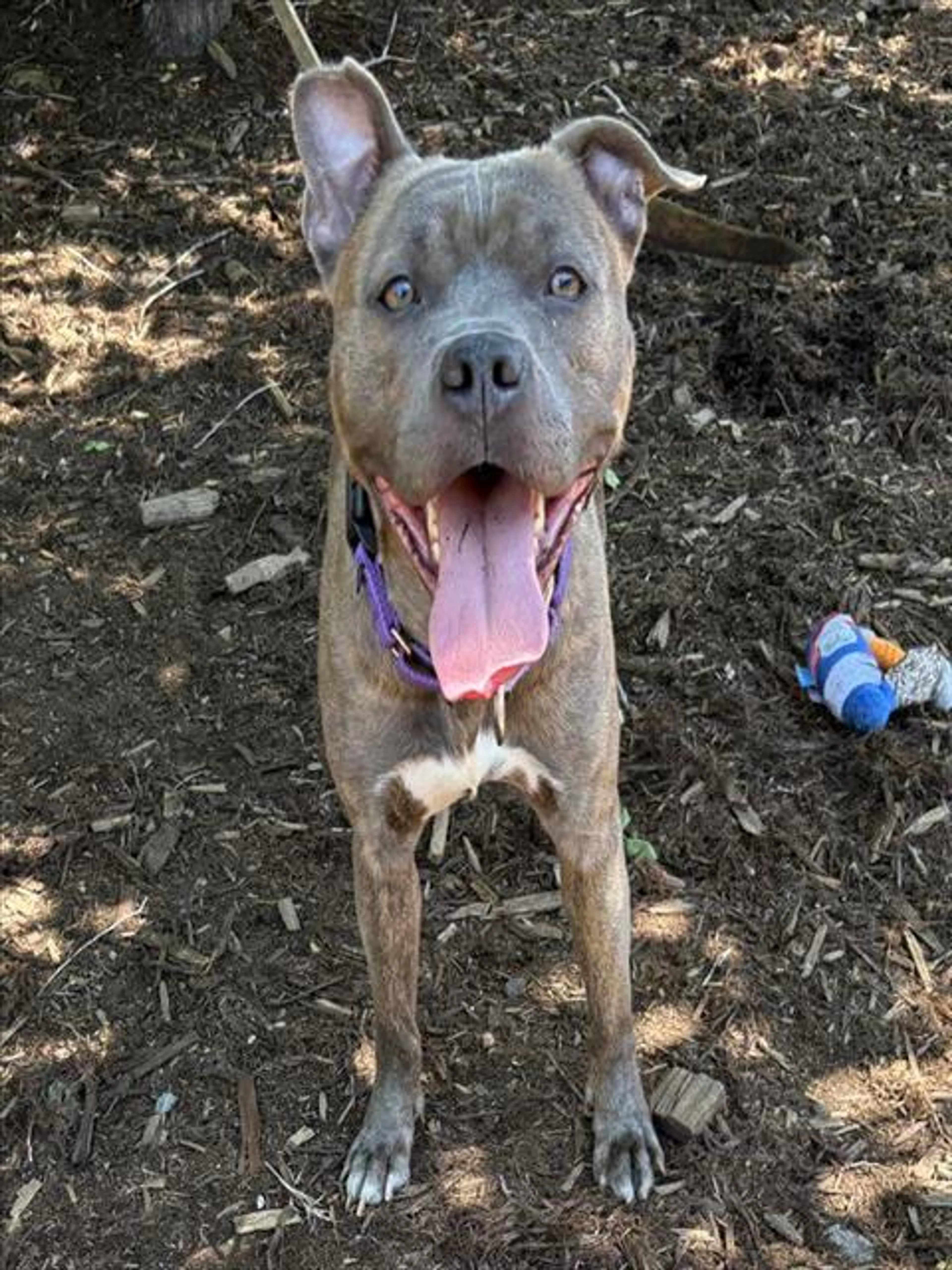 Found pet