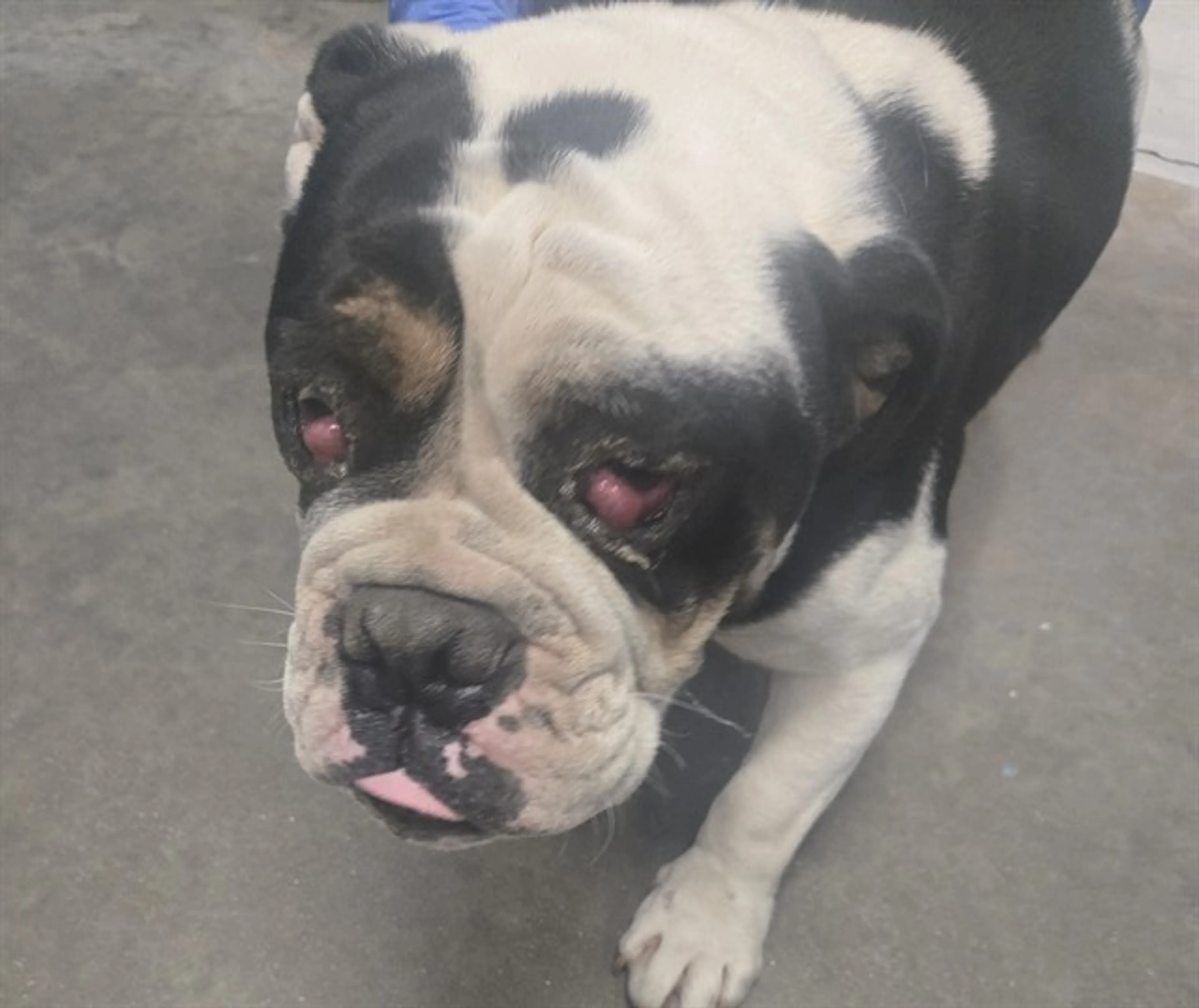 Found pet