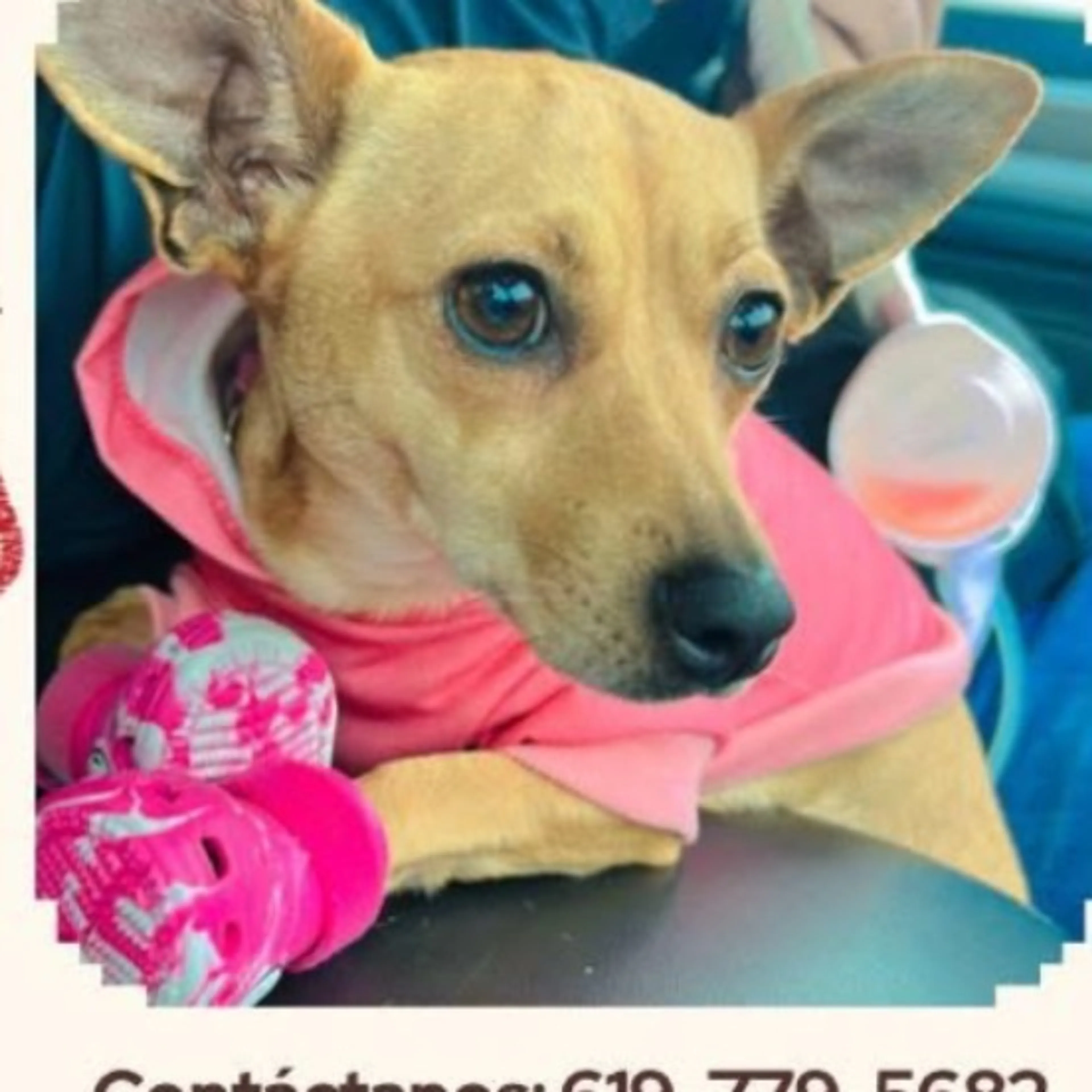 Lost pet