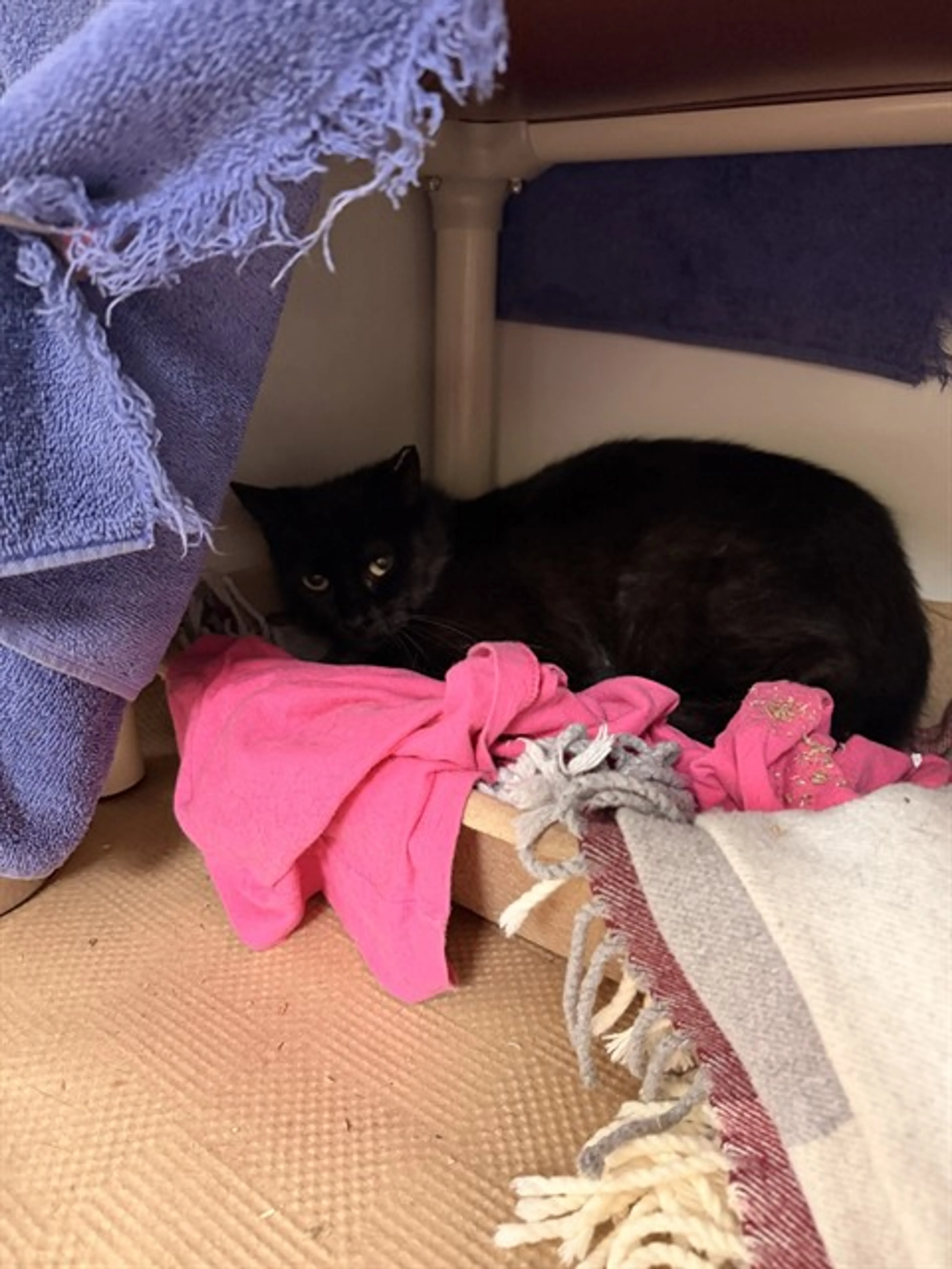 Found pet