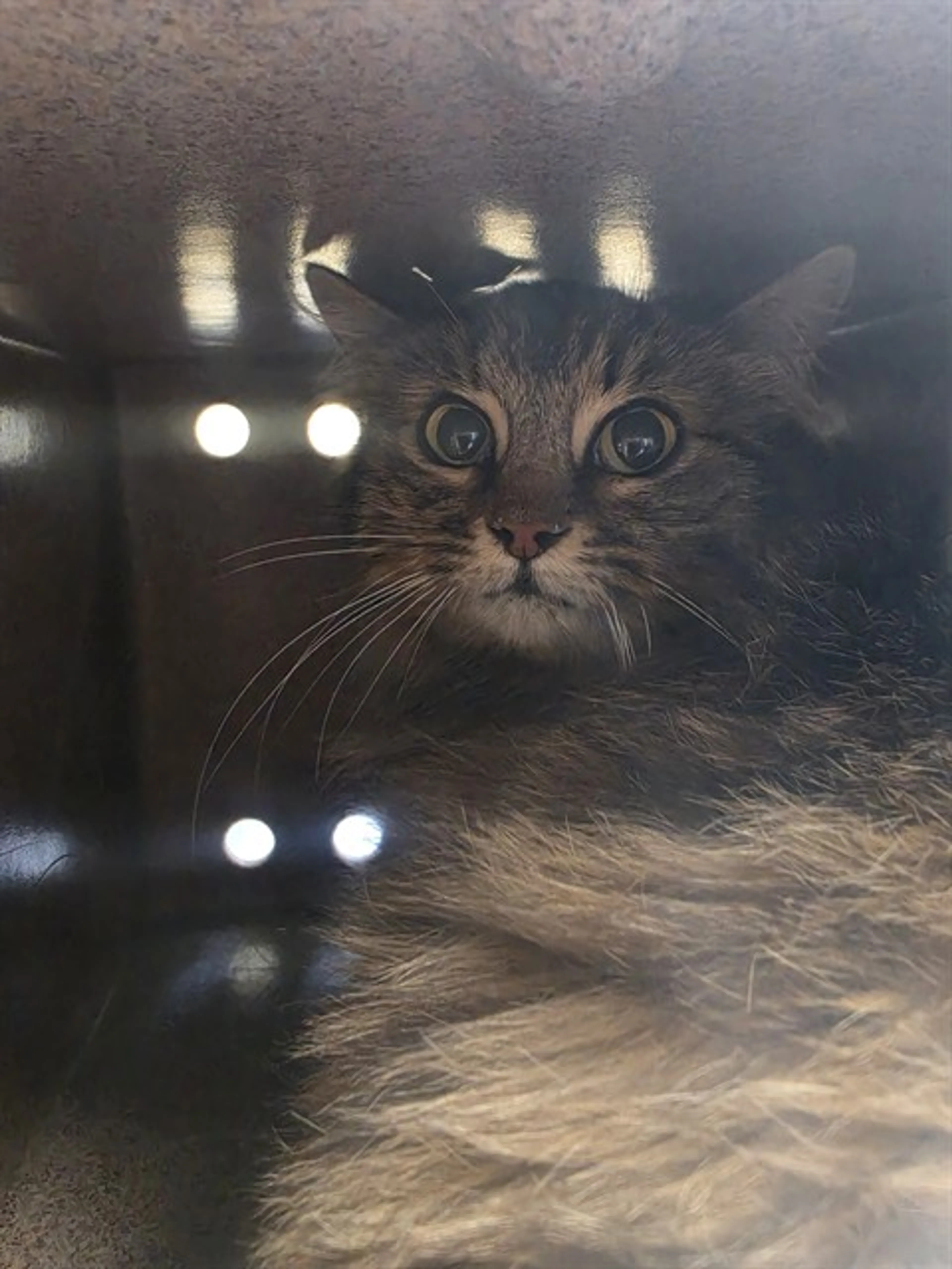 Found pet