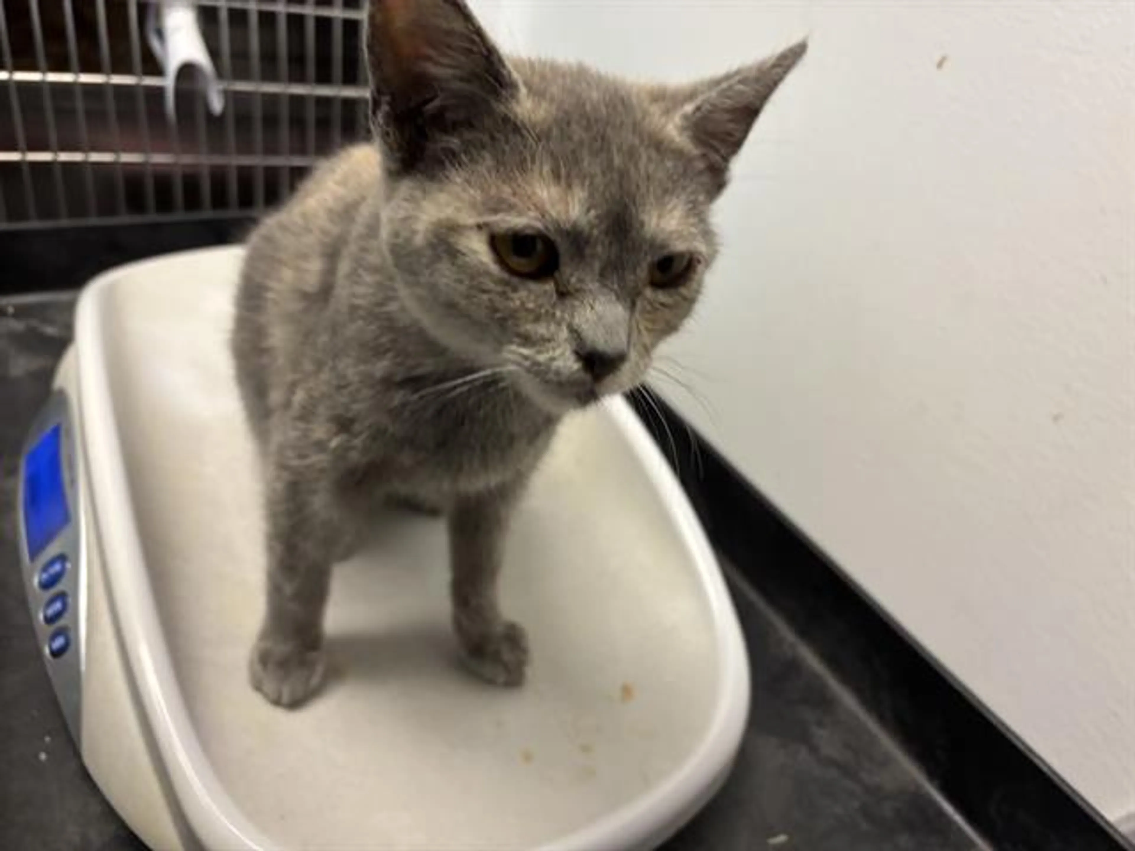 Found pet