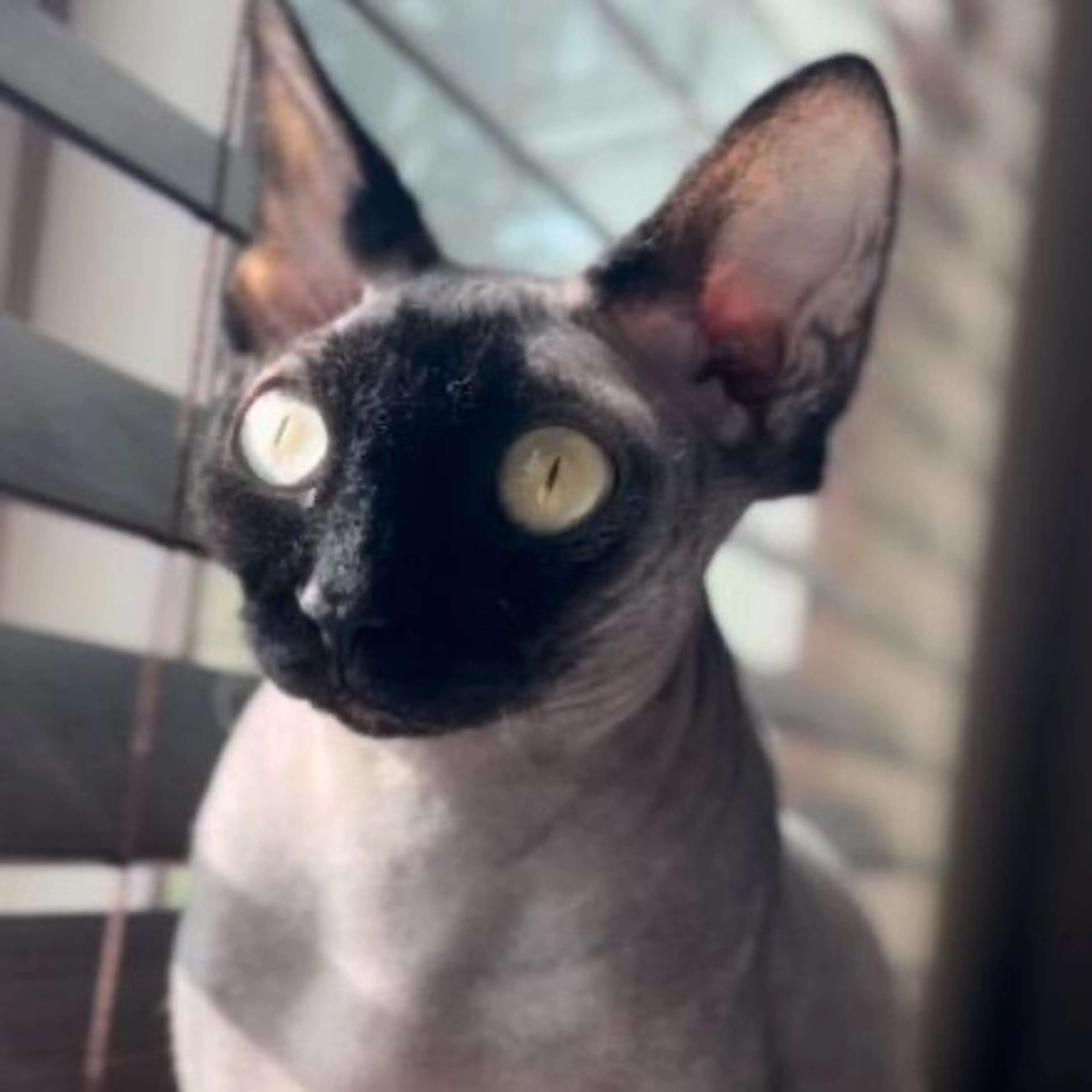 Lost pet-0