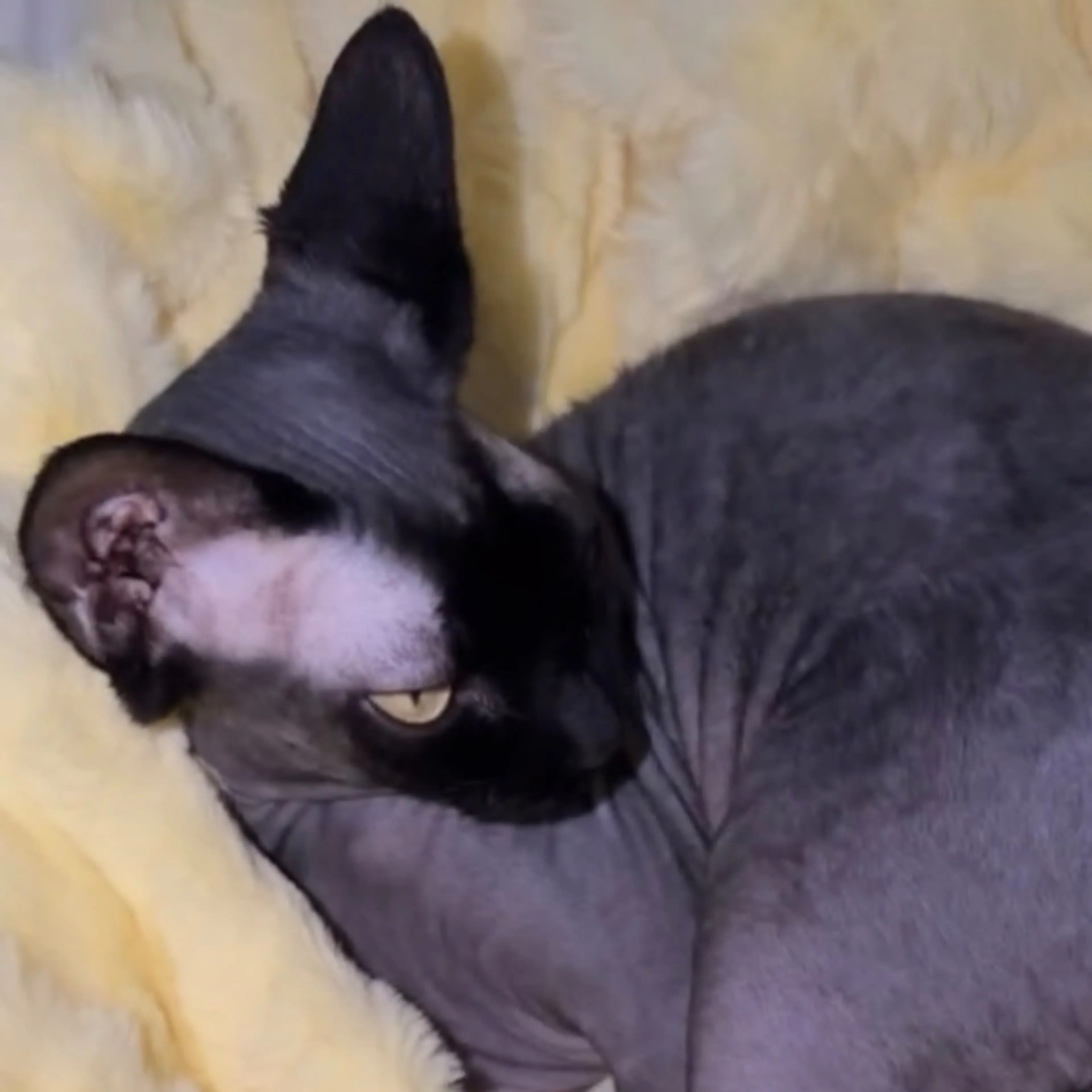 Lost pet-2