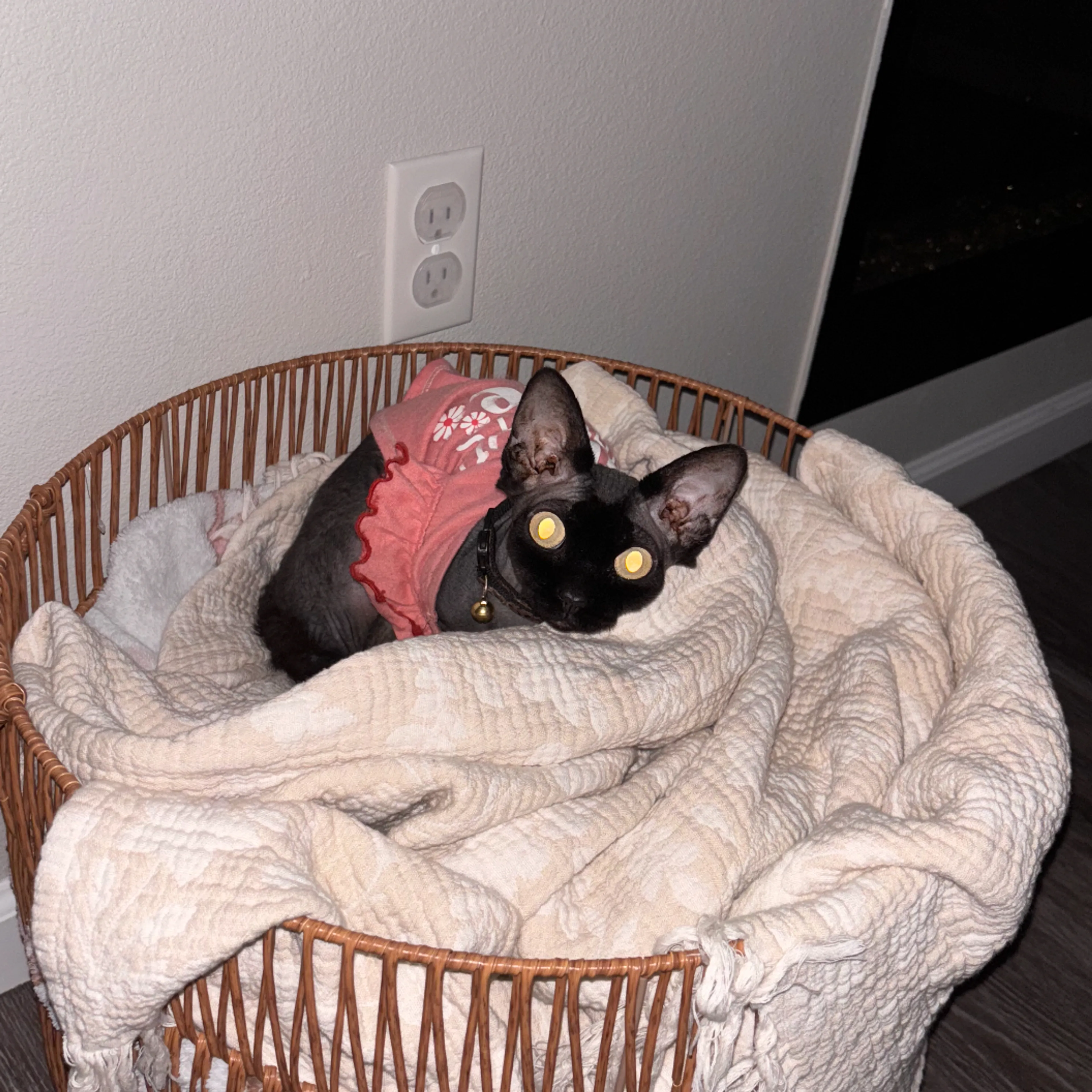 Lost pet-1