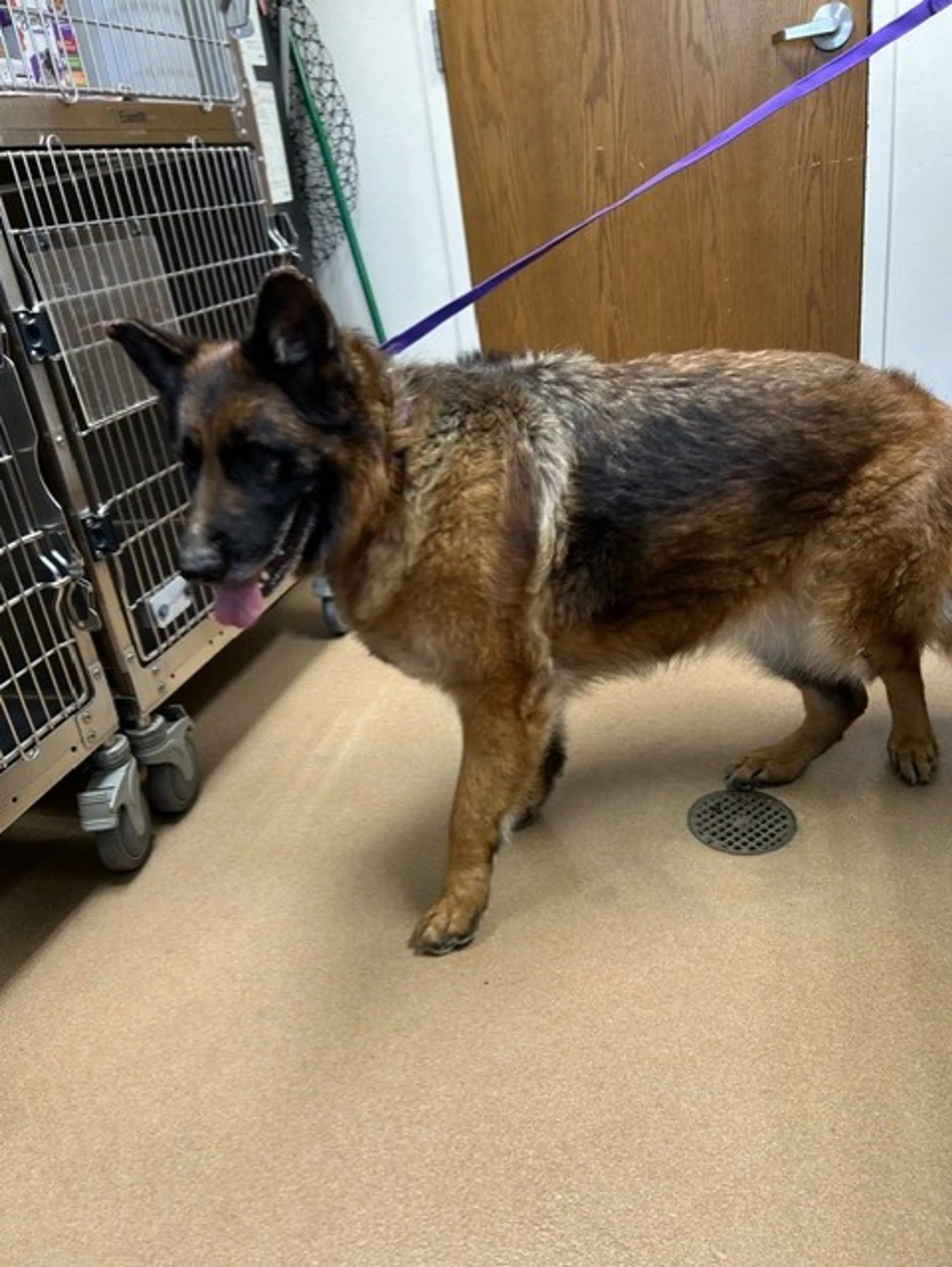 Found pet