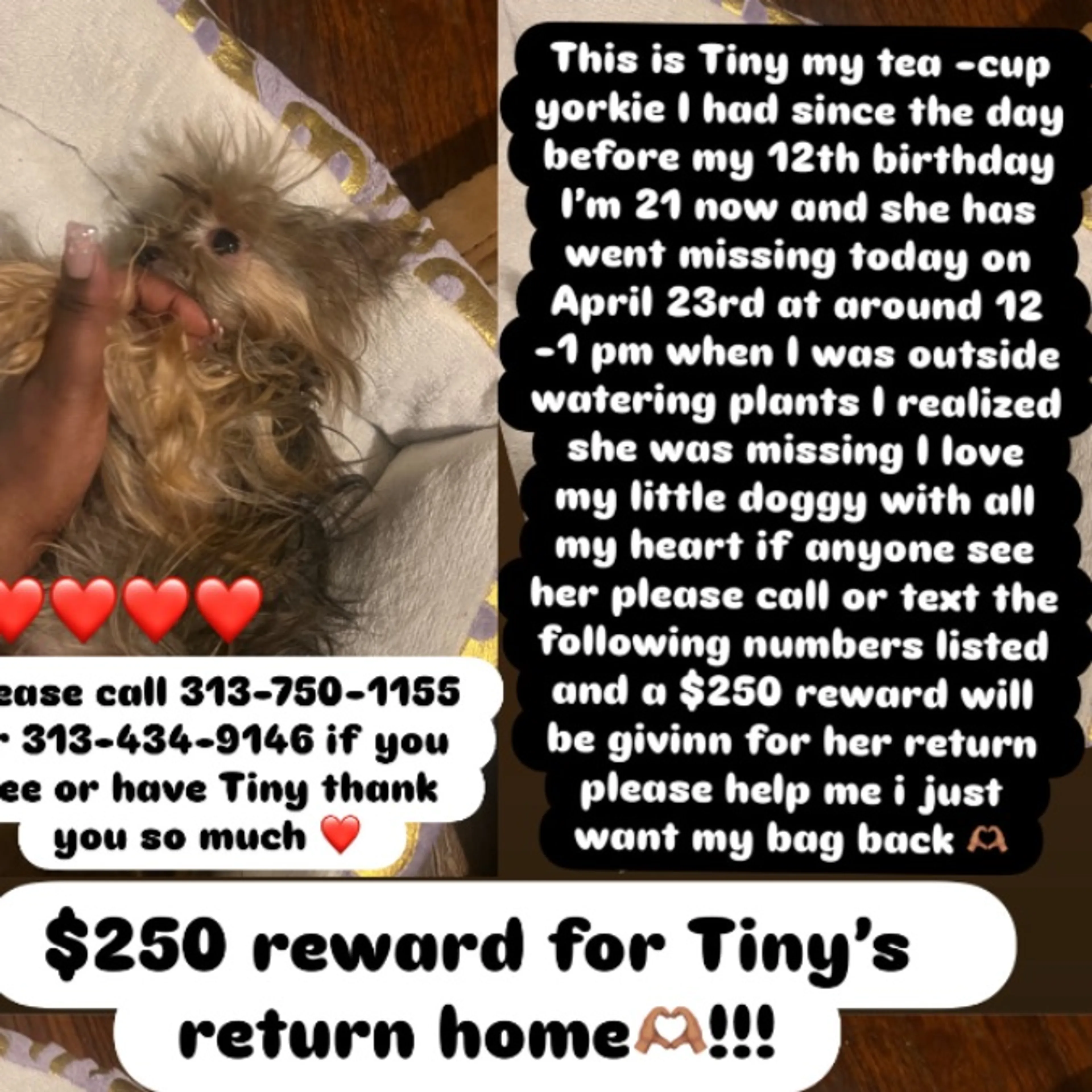 Lost pet