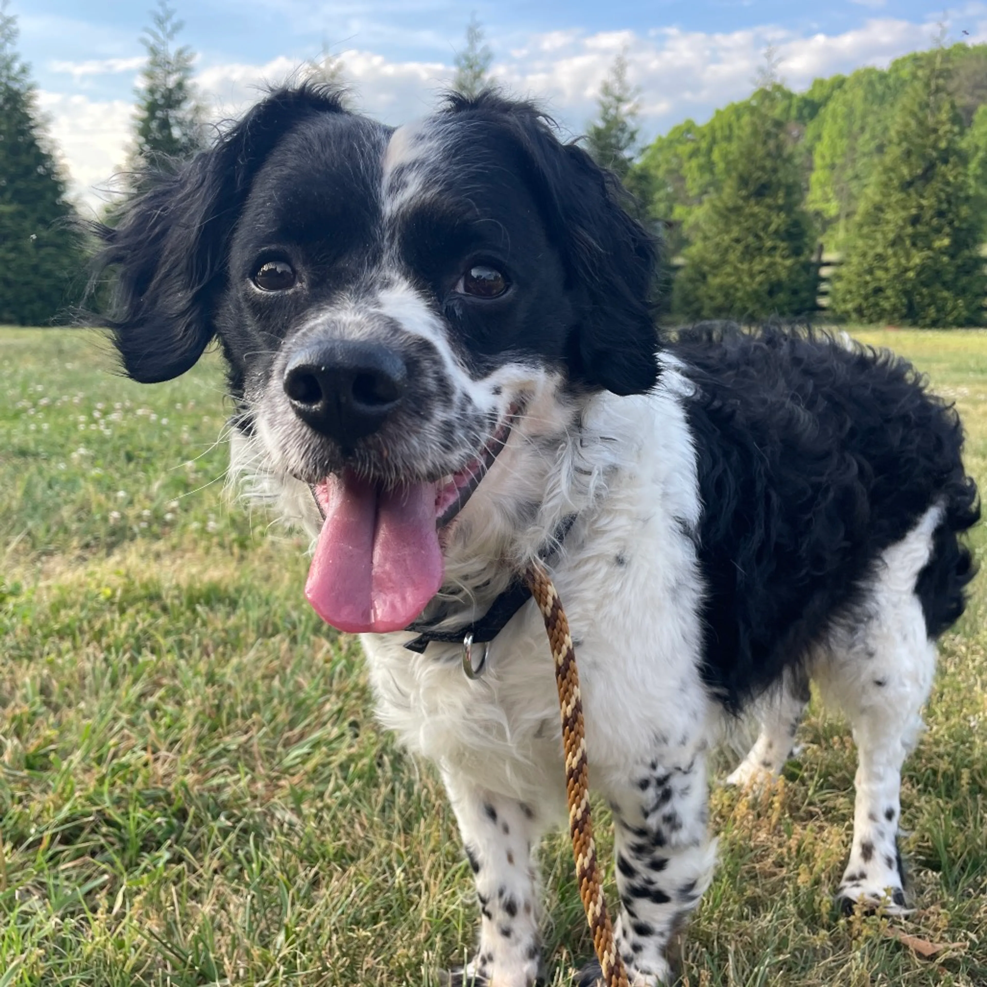 Found pet-3
