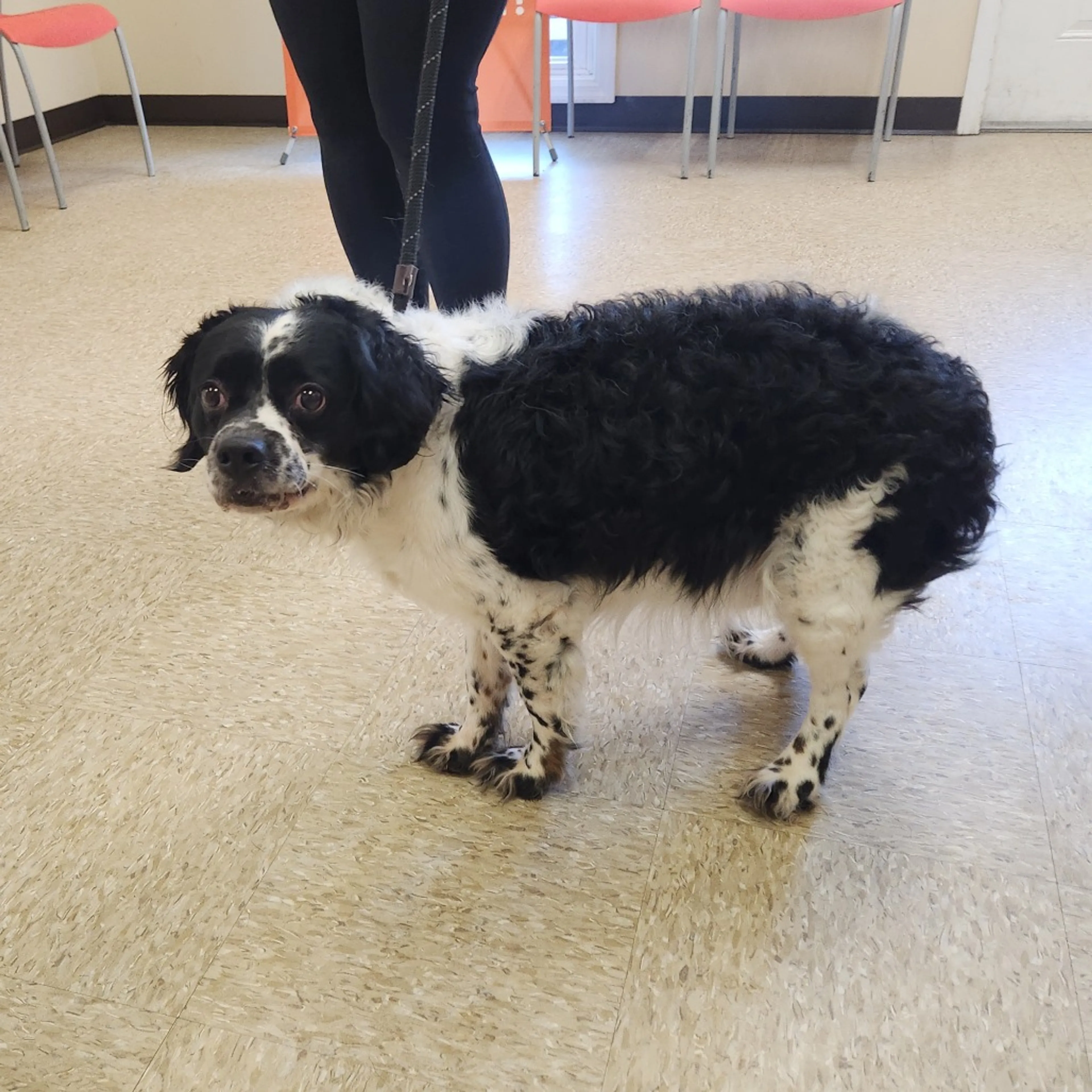 Found pet-2