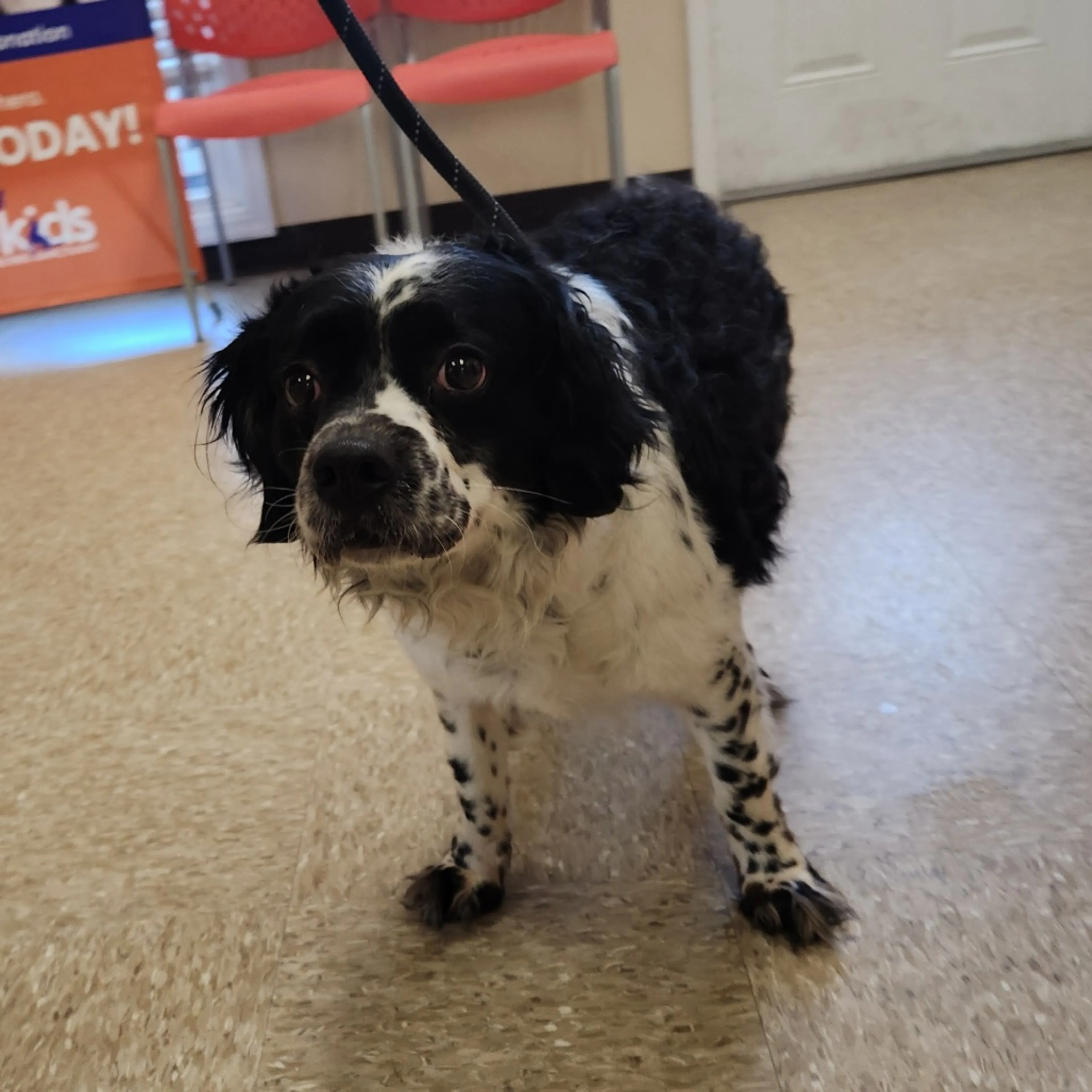 Found pet-1