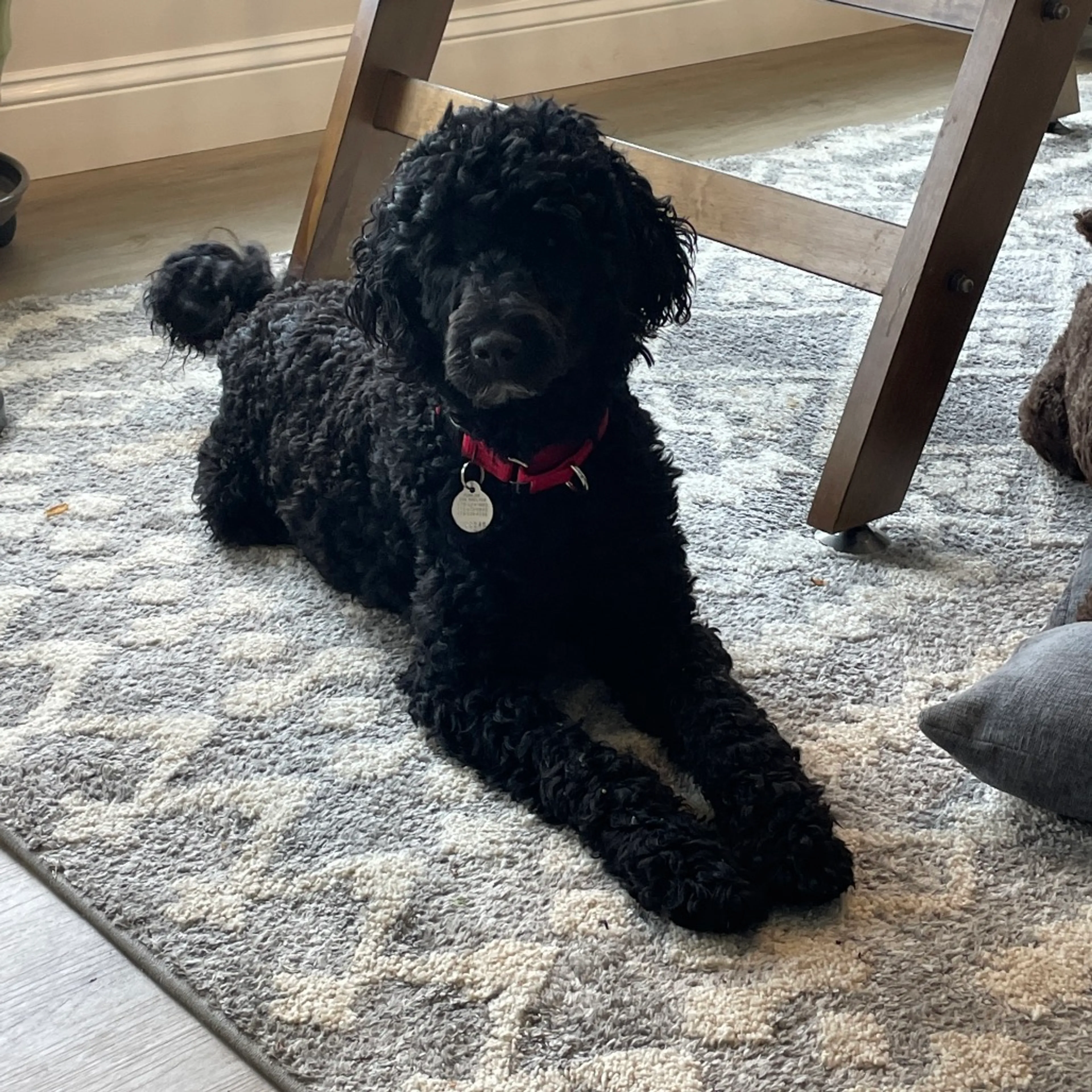 Found pet-3