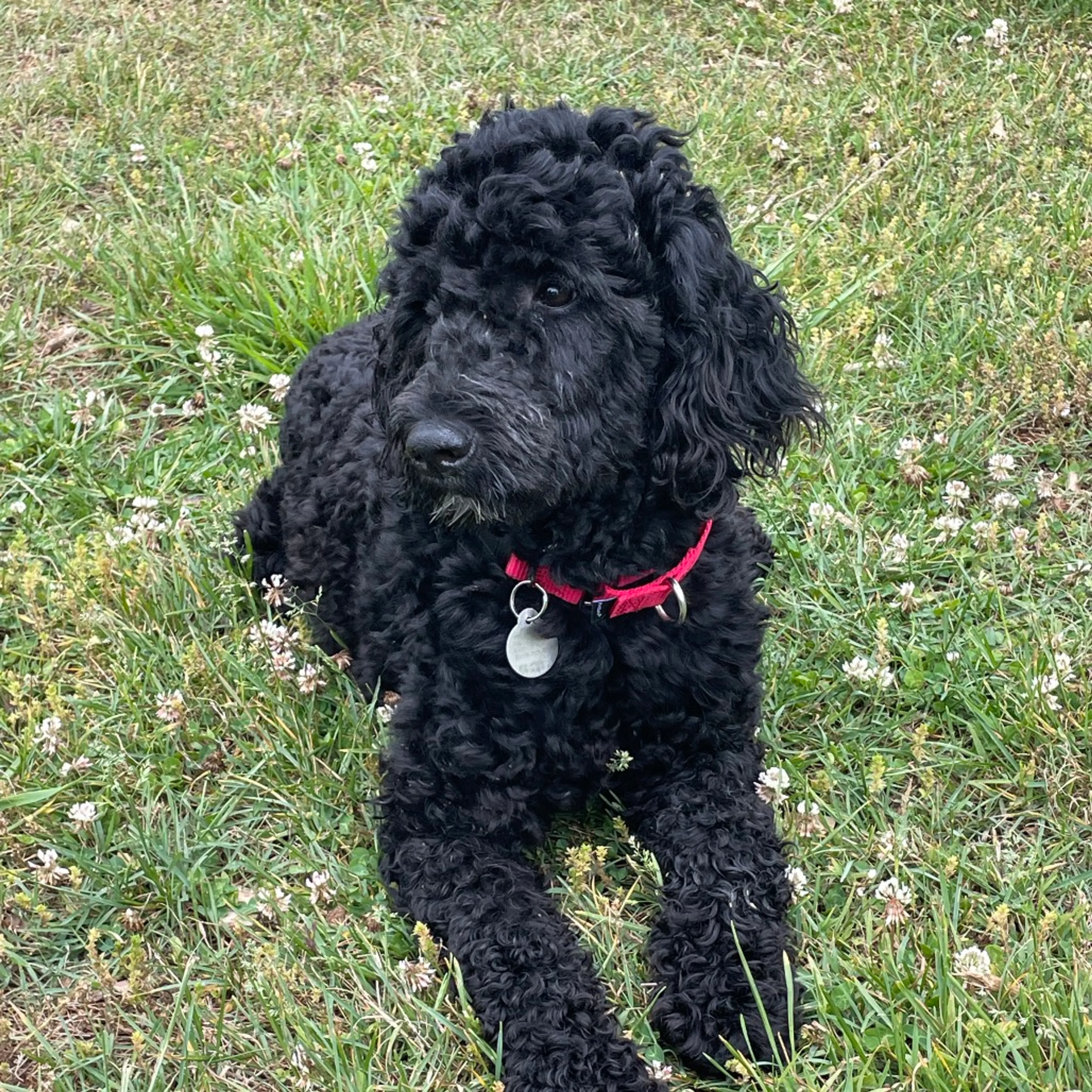 Found pet-2