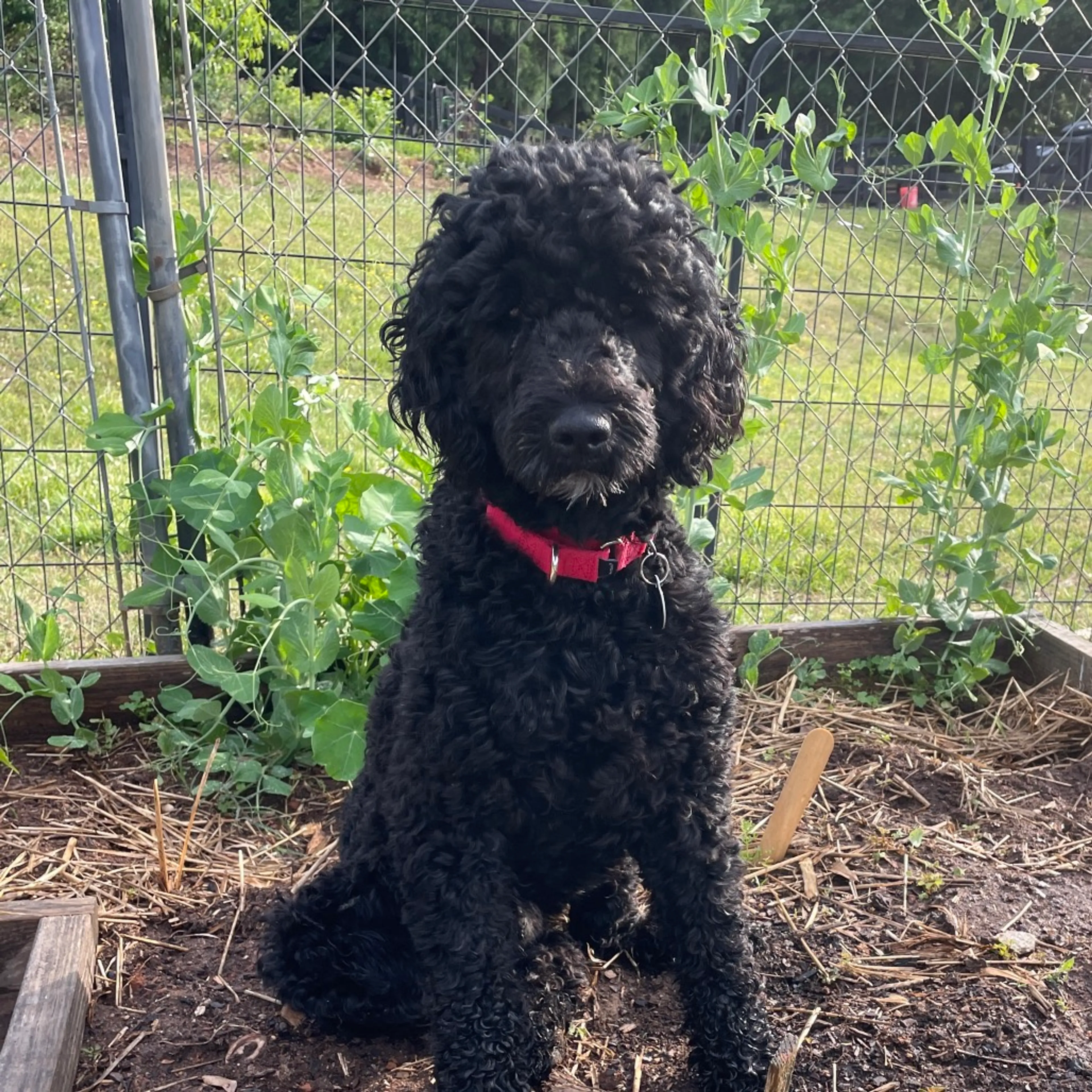 Found pet-5