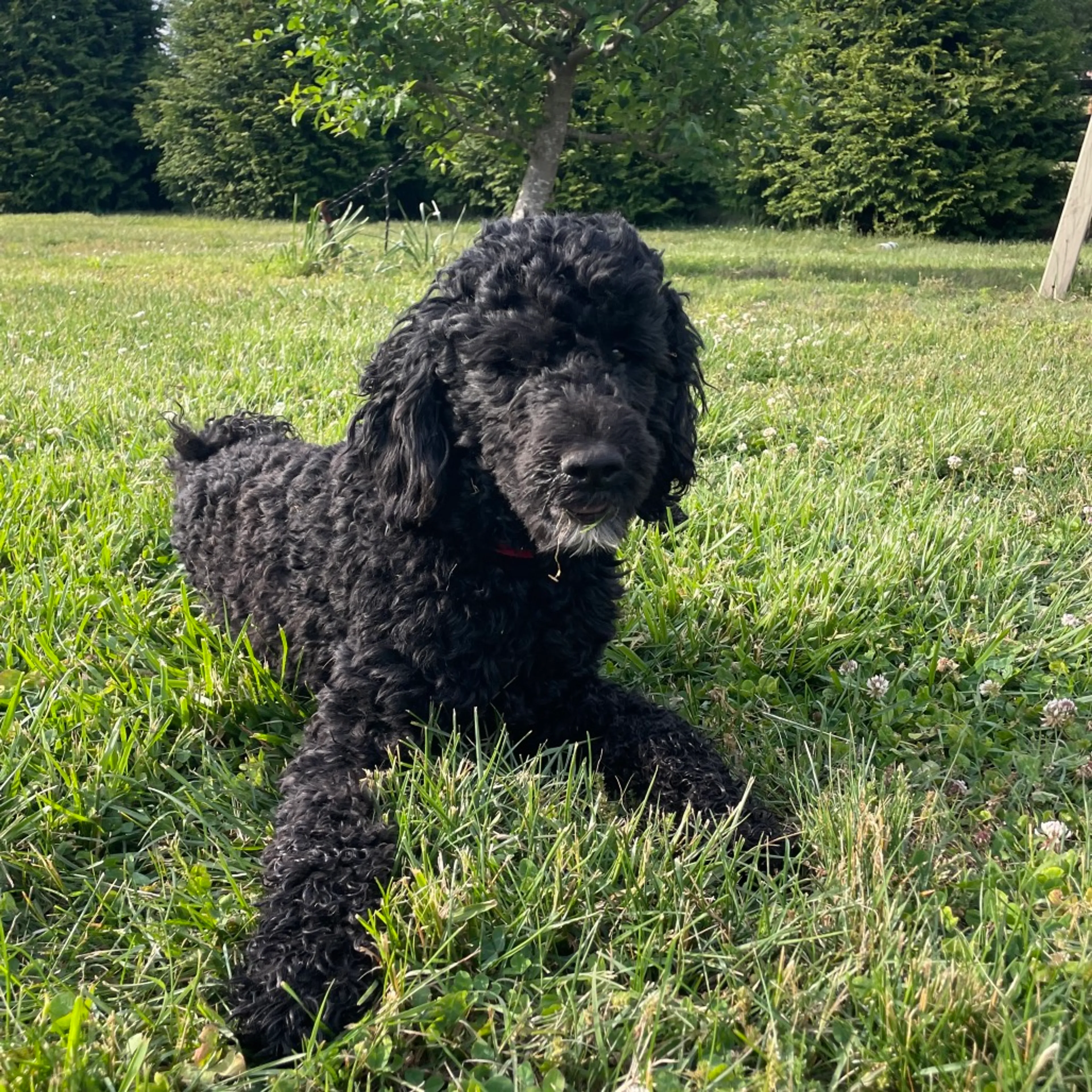 Found pet-4