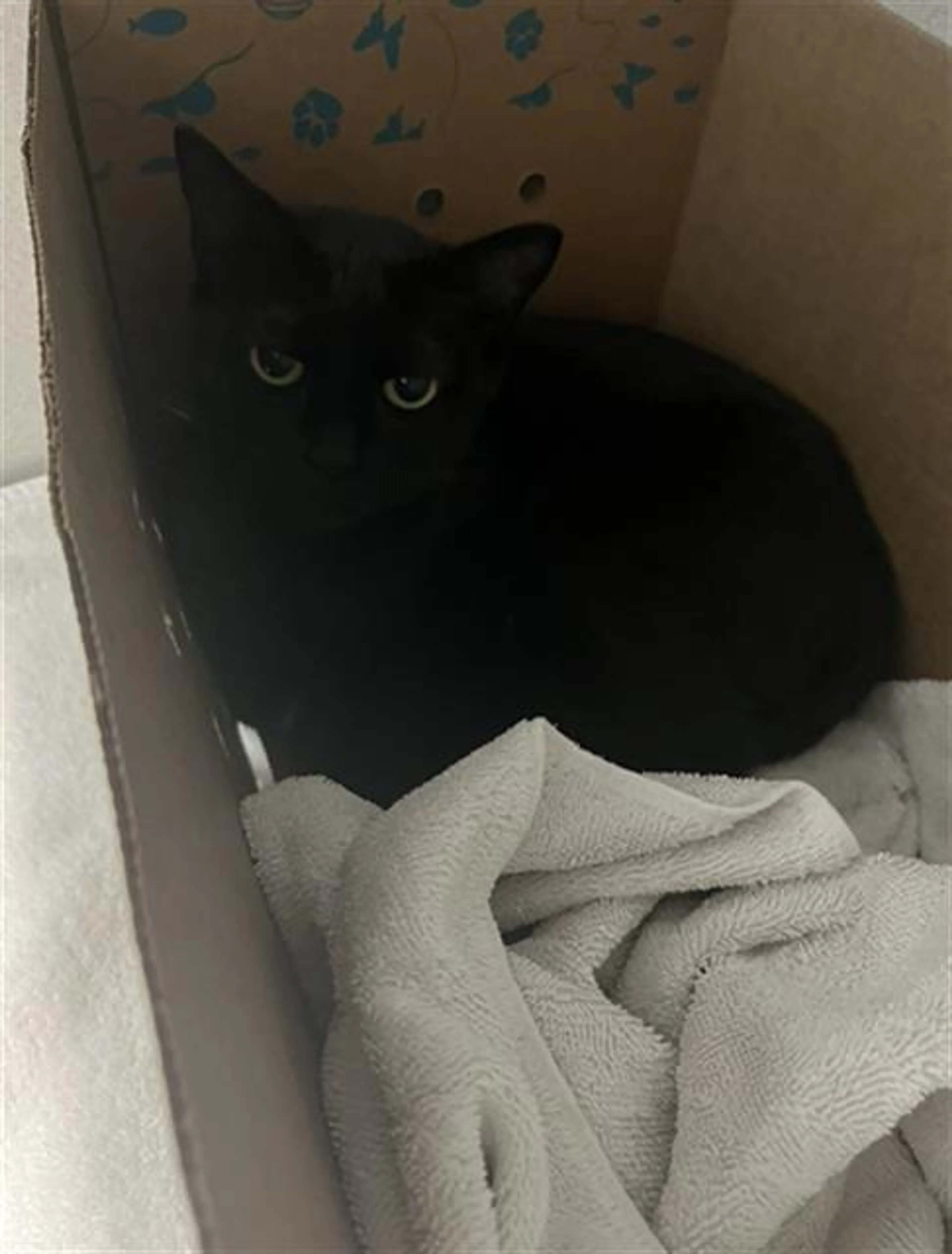 Found pet