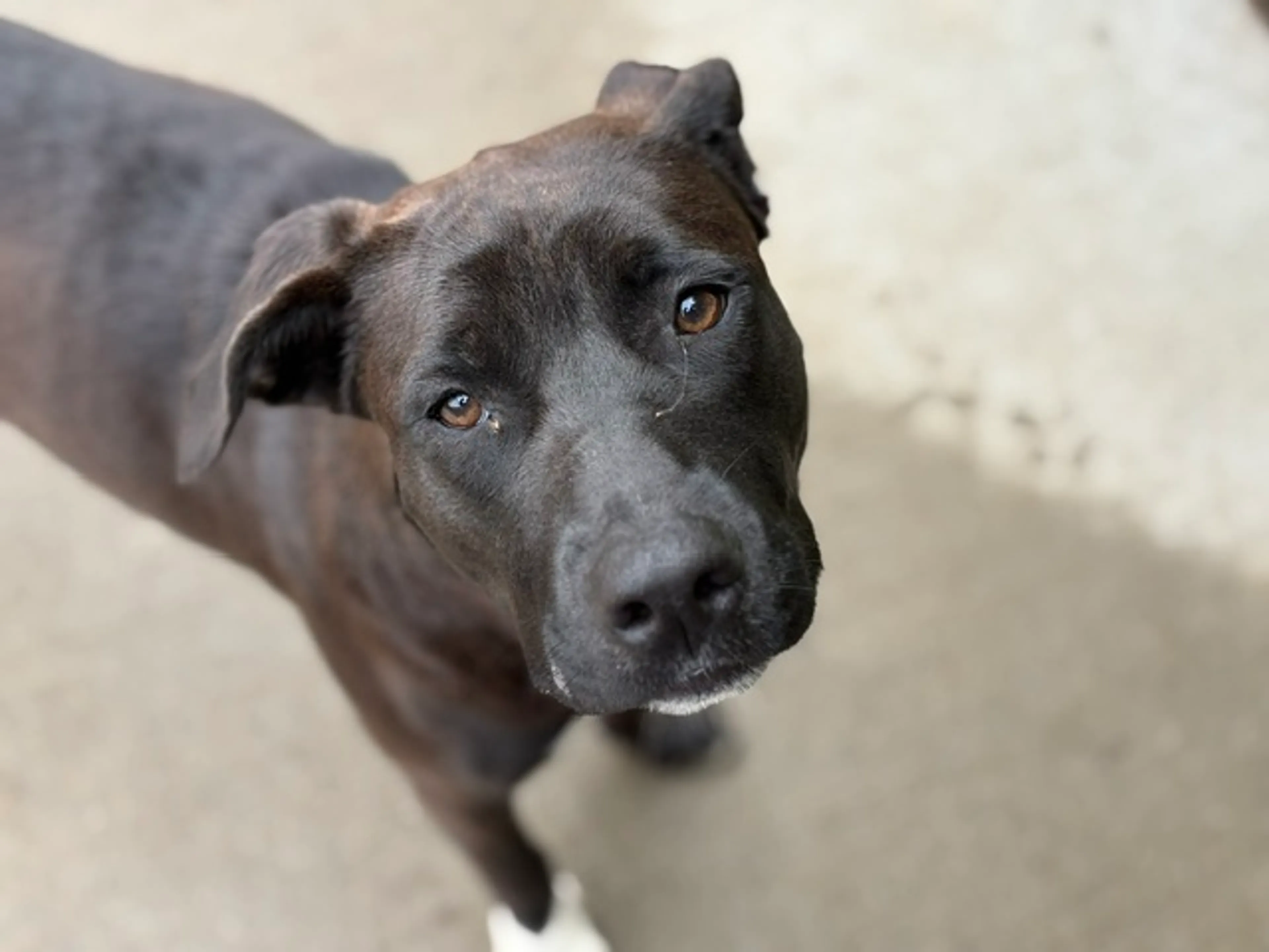 Found pet