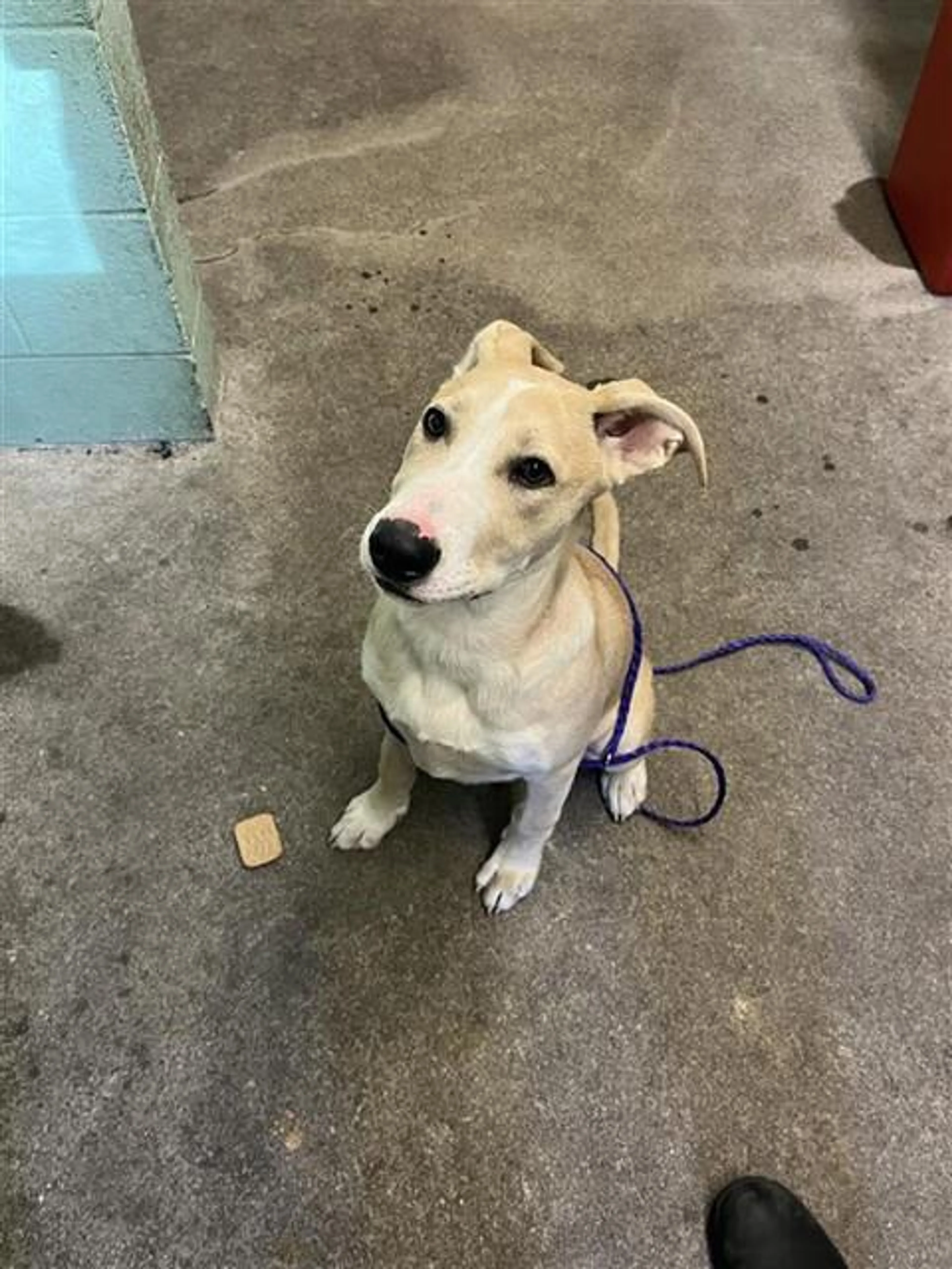 Found pet