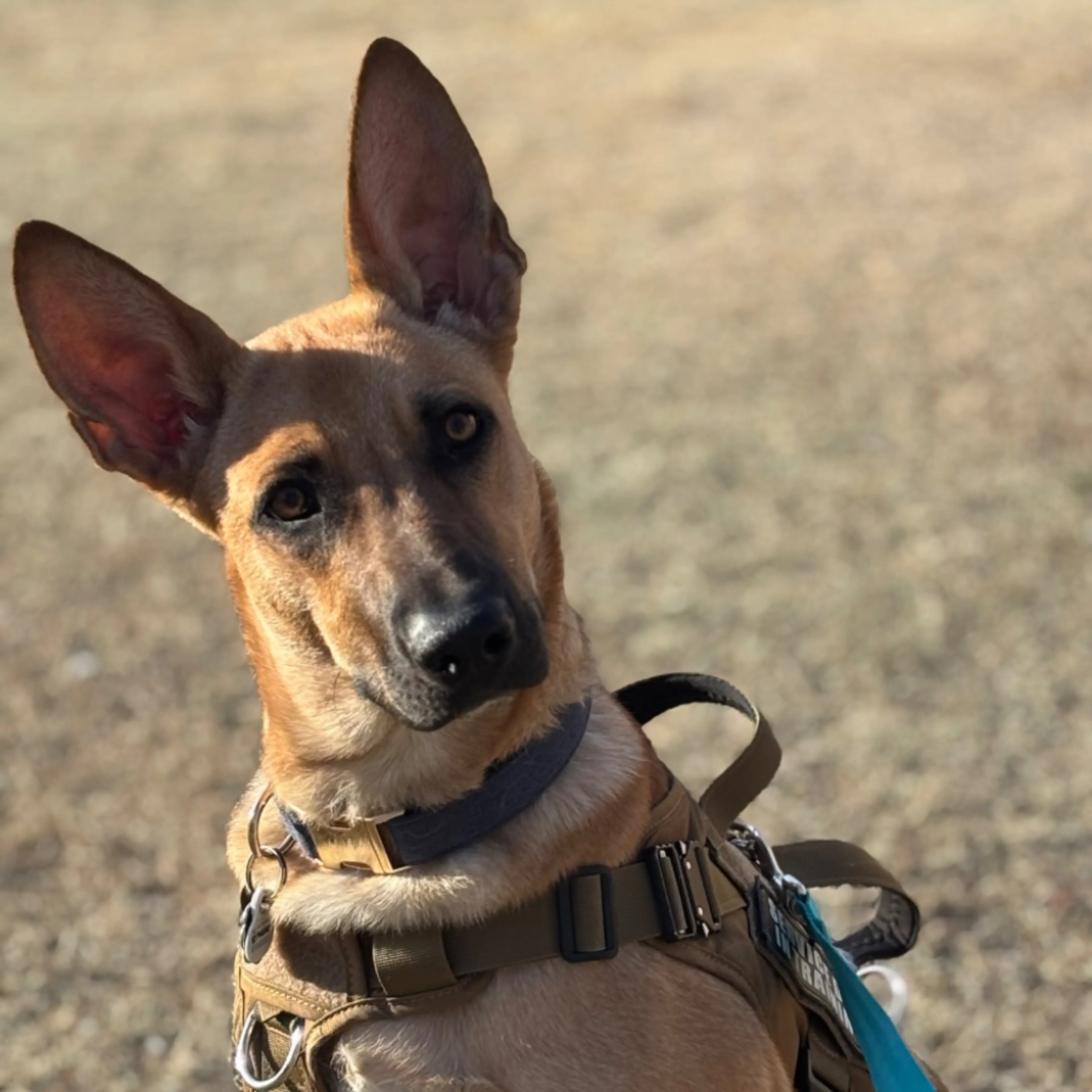 Lost pet