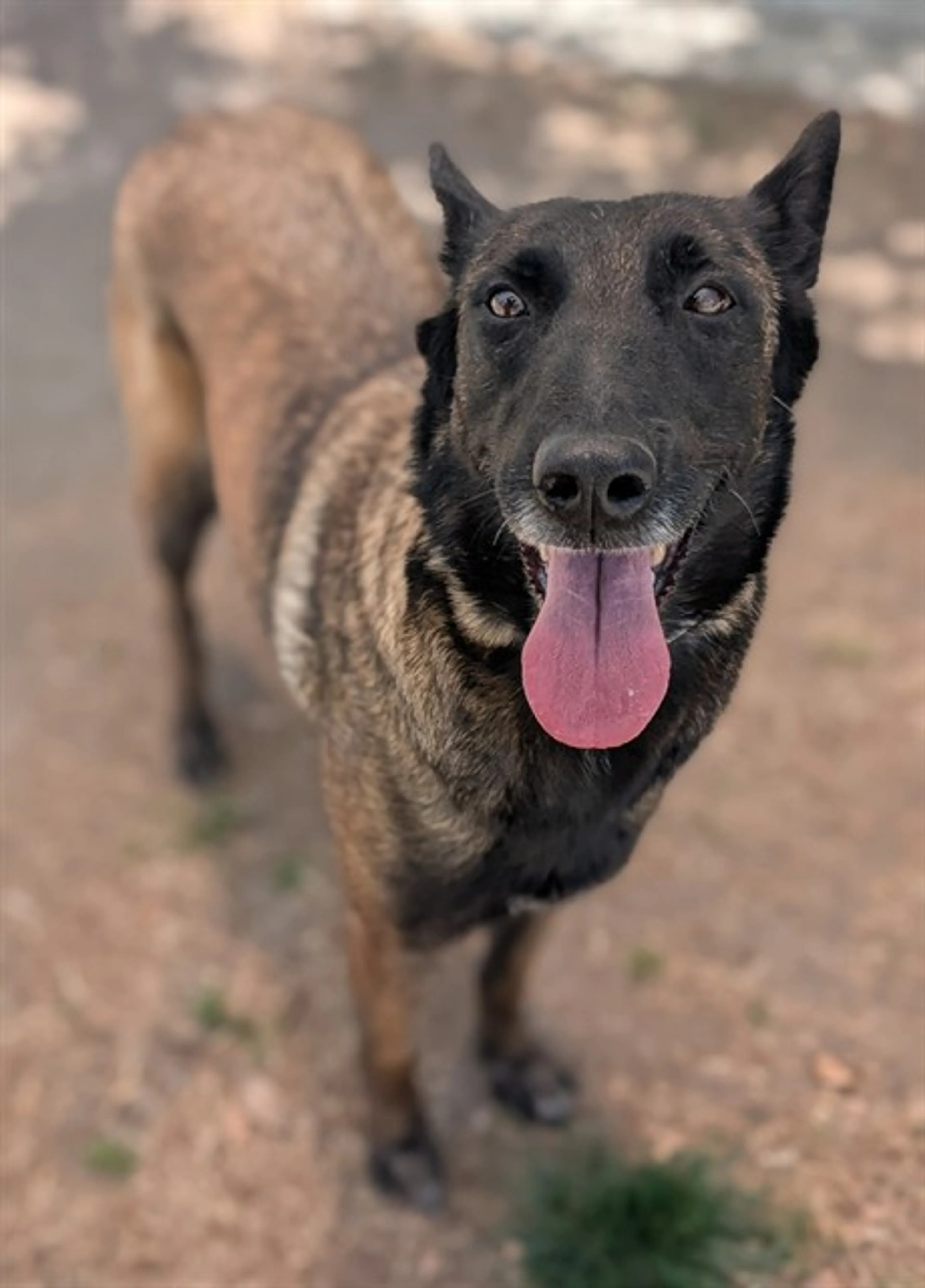 Found pet