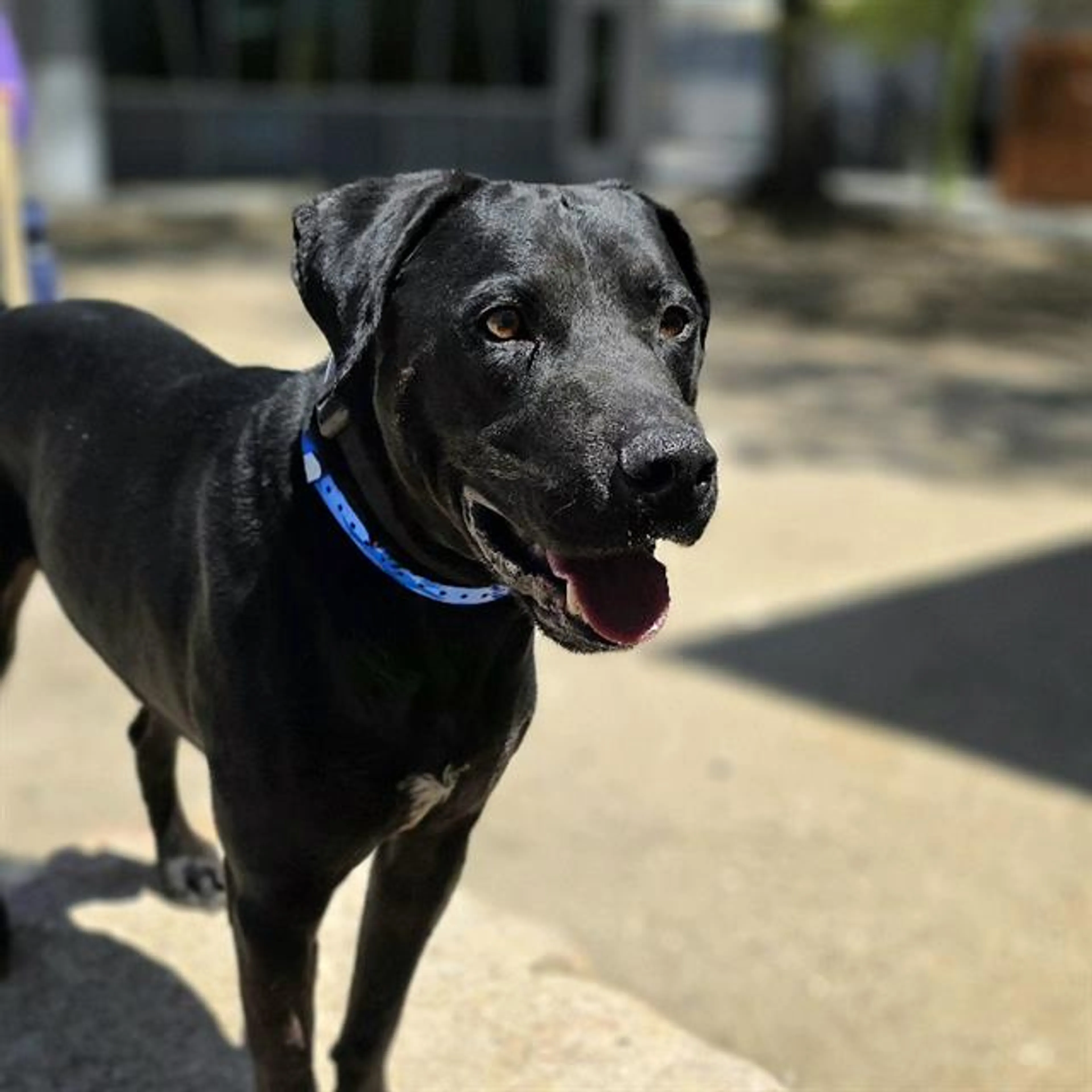 Found pet