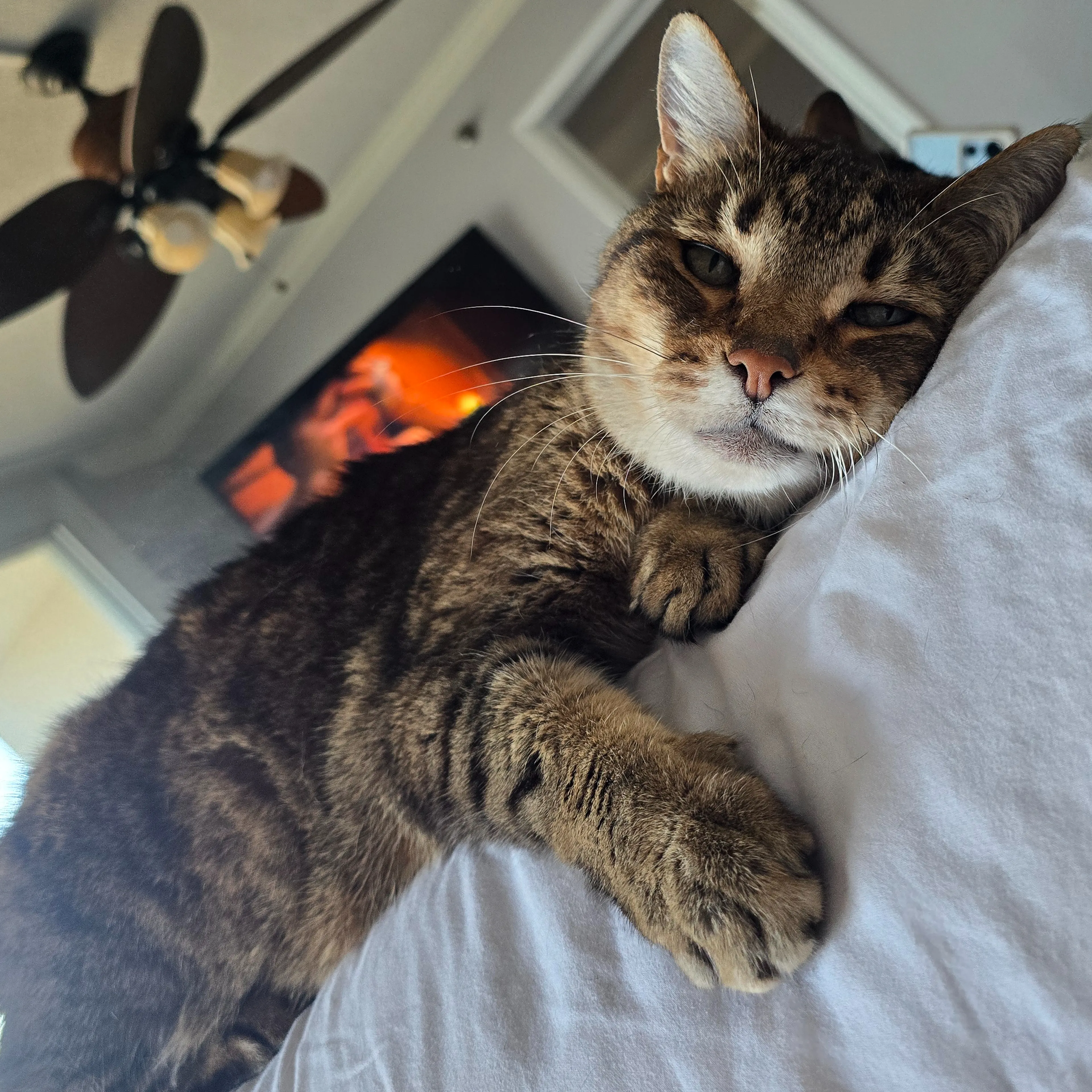 Lost pet-1