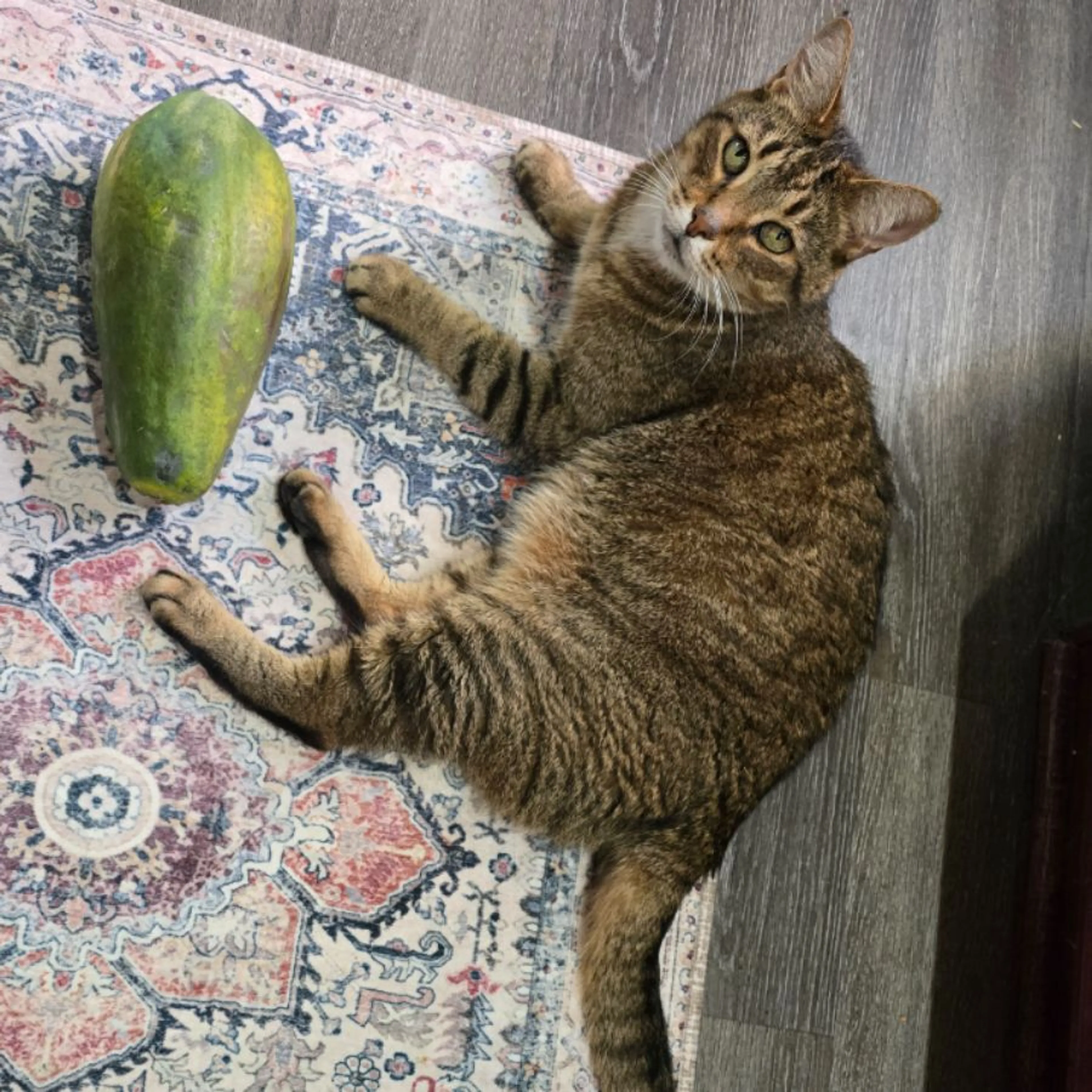 Lost pet-0