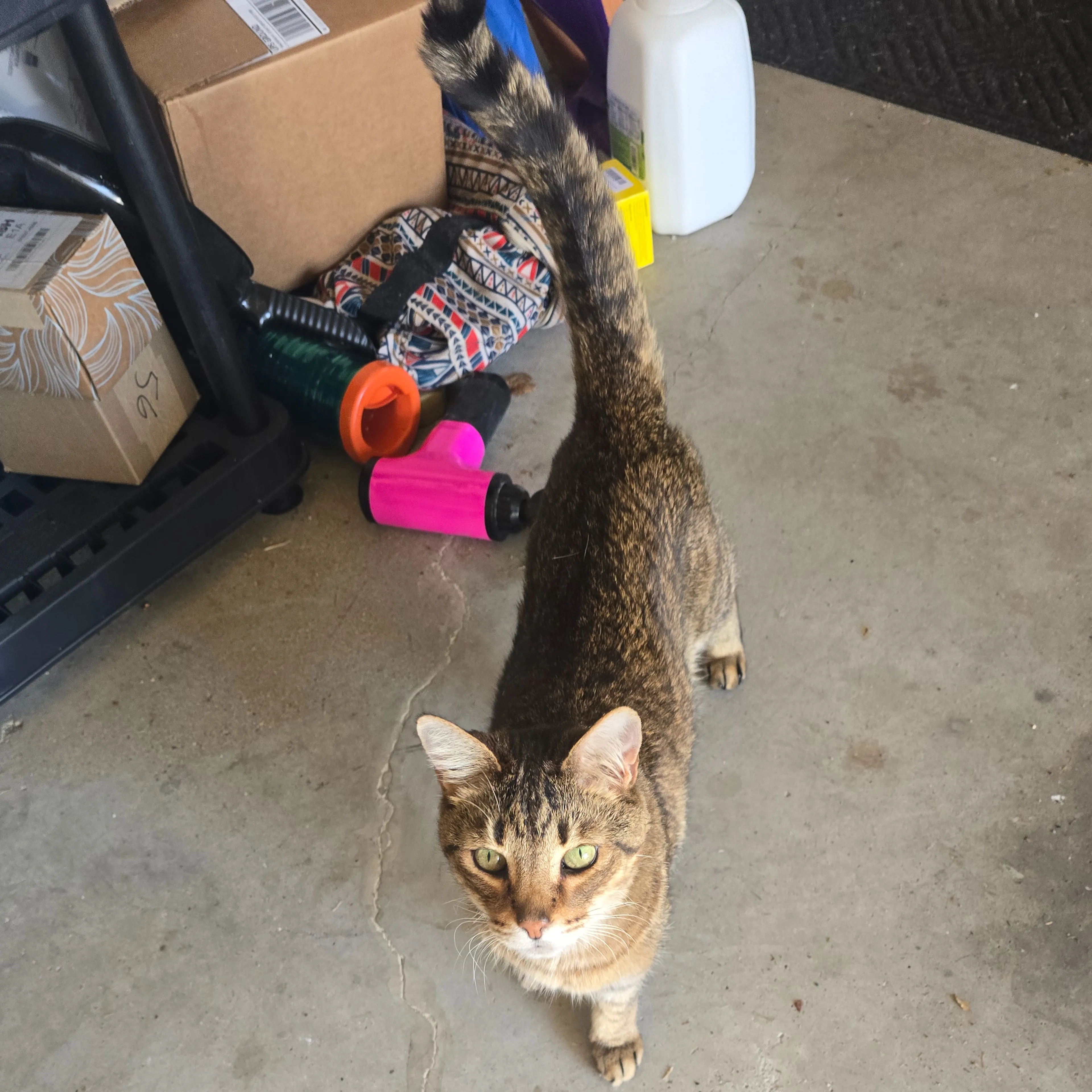 Lost pet-2