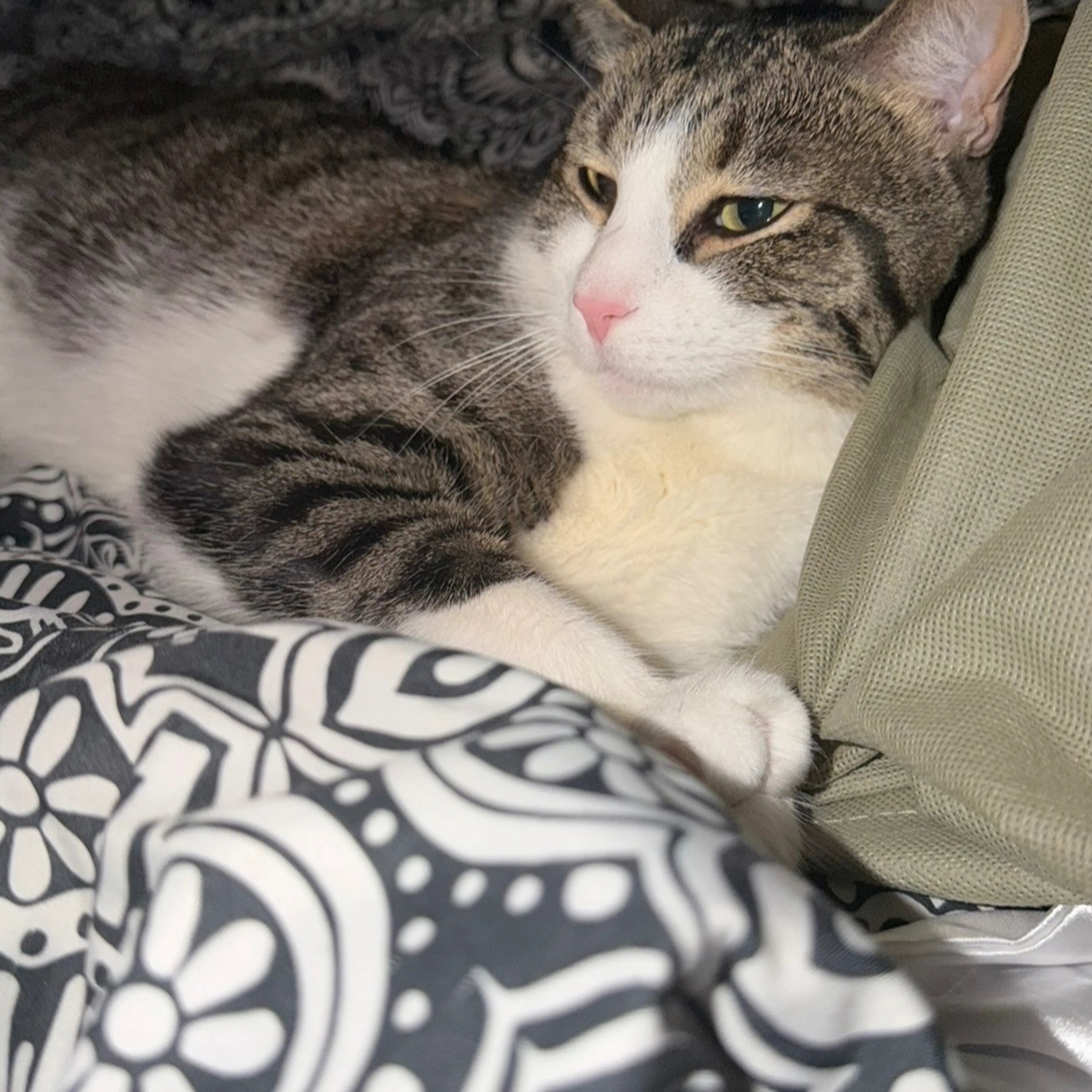 Lost pet-1
