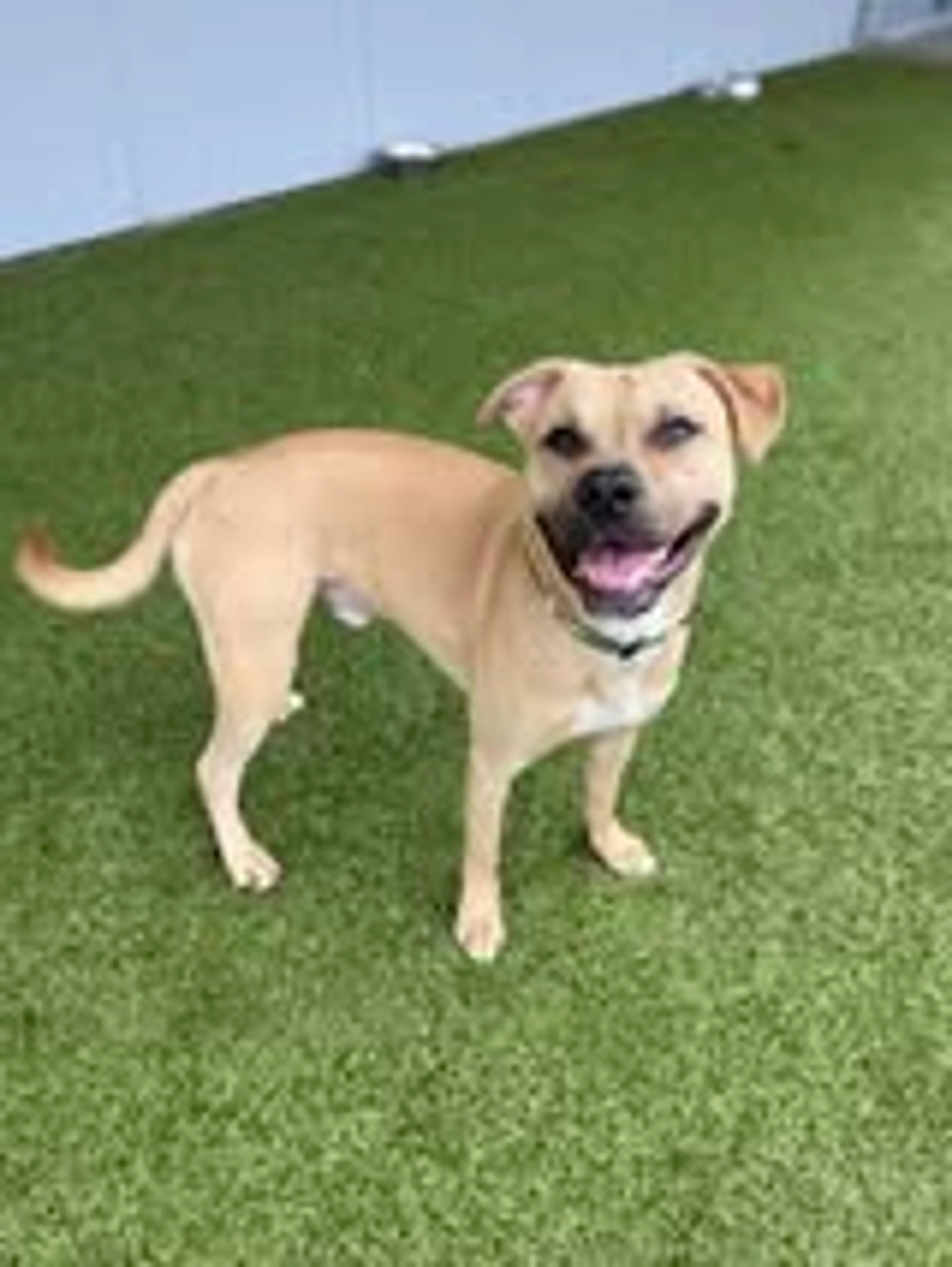 Found pet-1