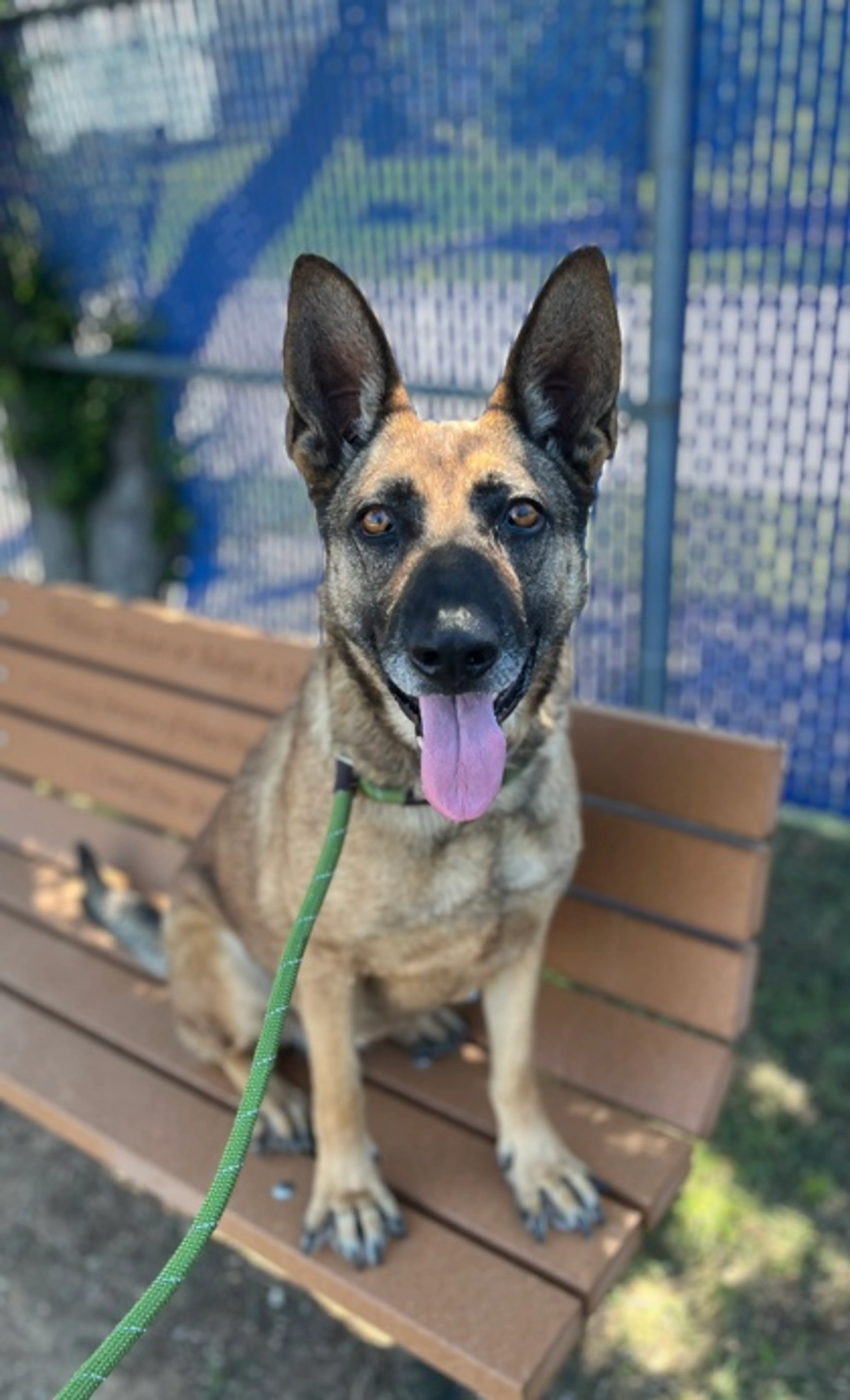 Found pet-2