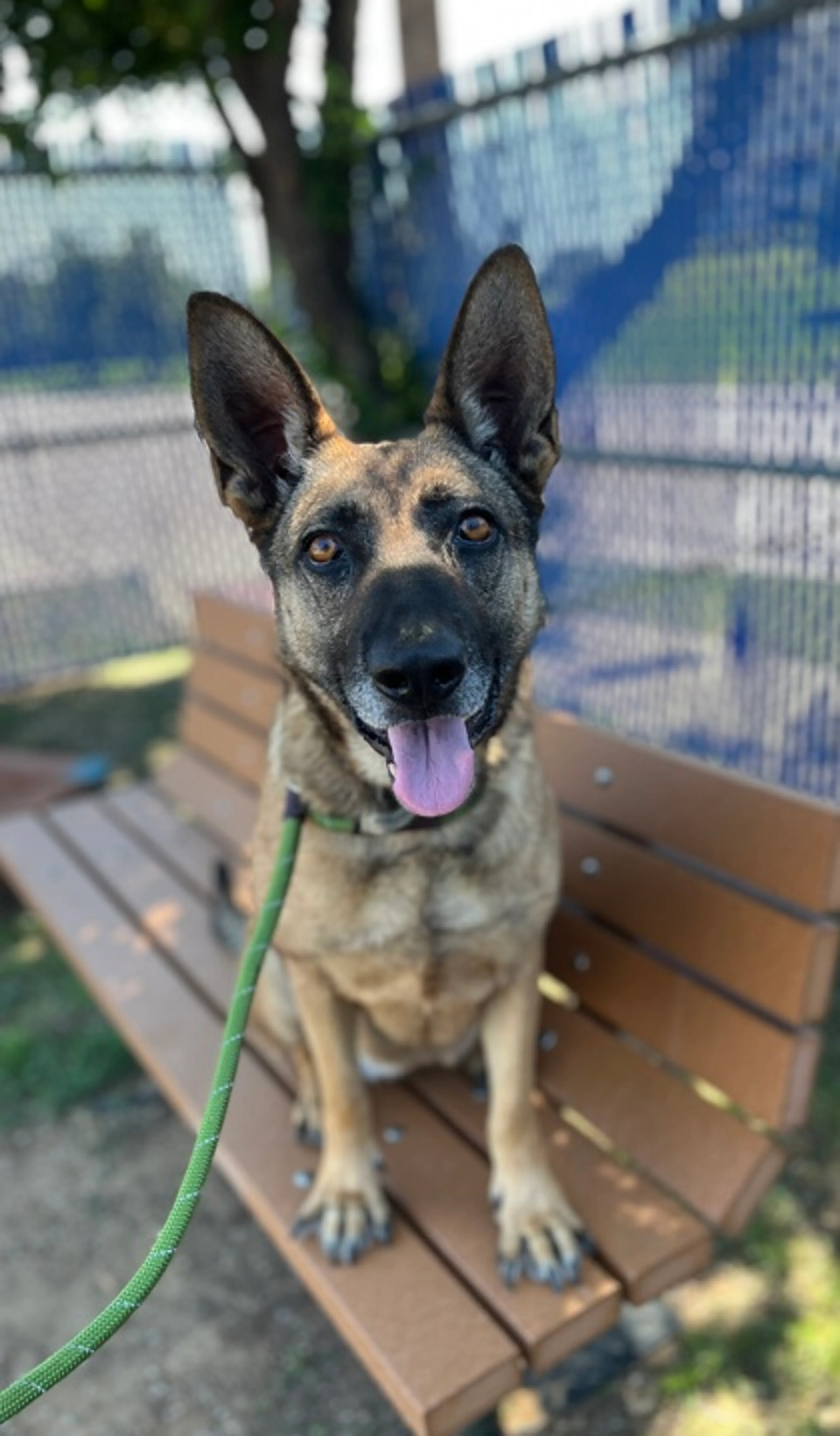 Found pet-1