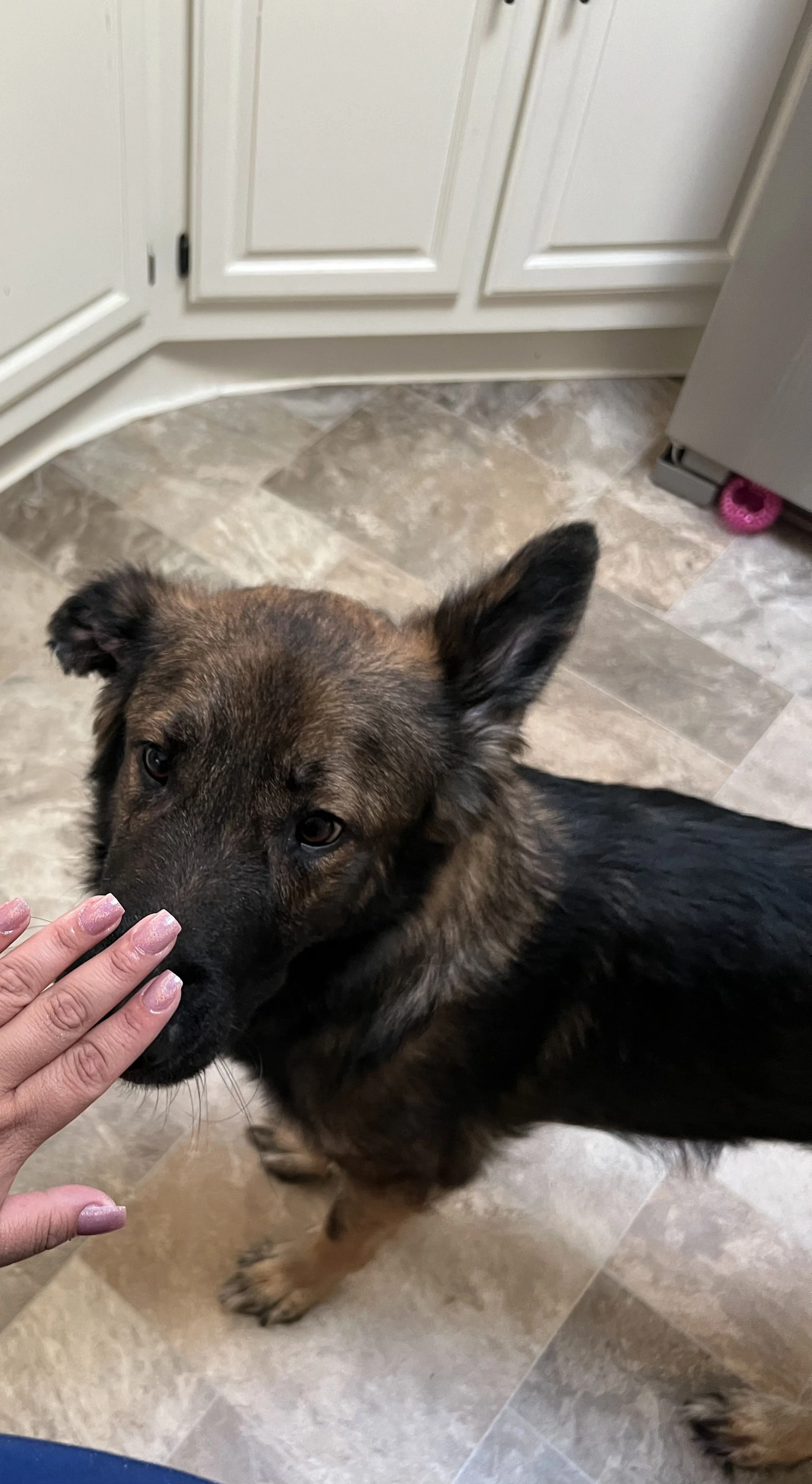 Lost pet