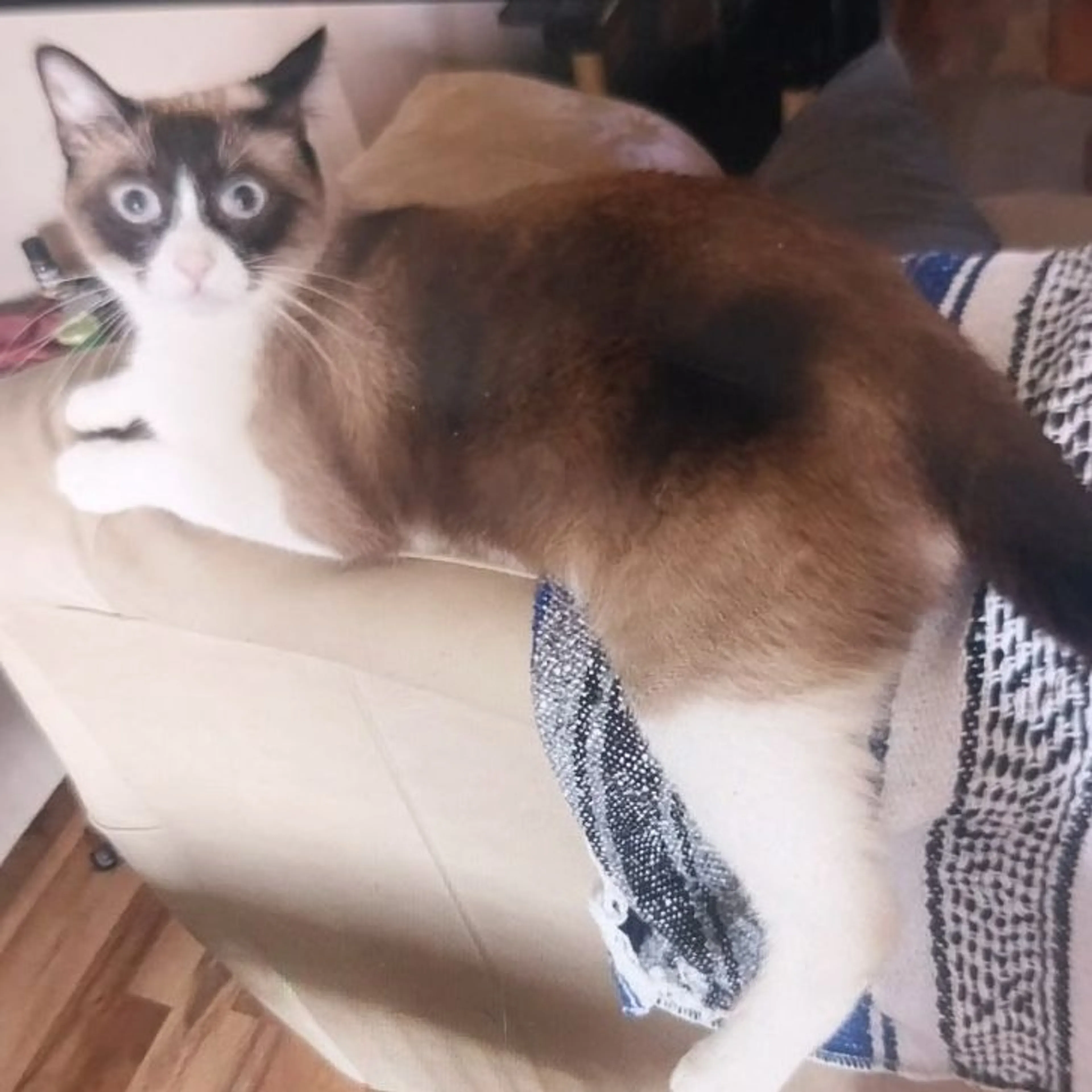 Lost pet
