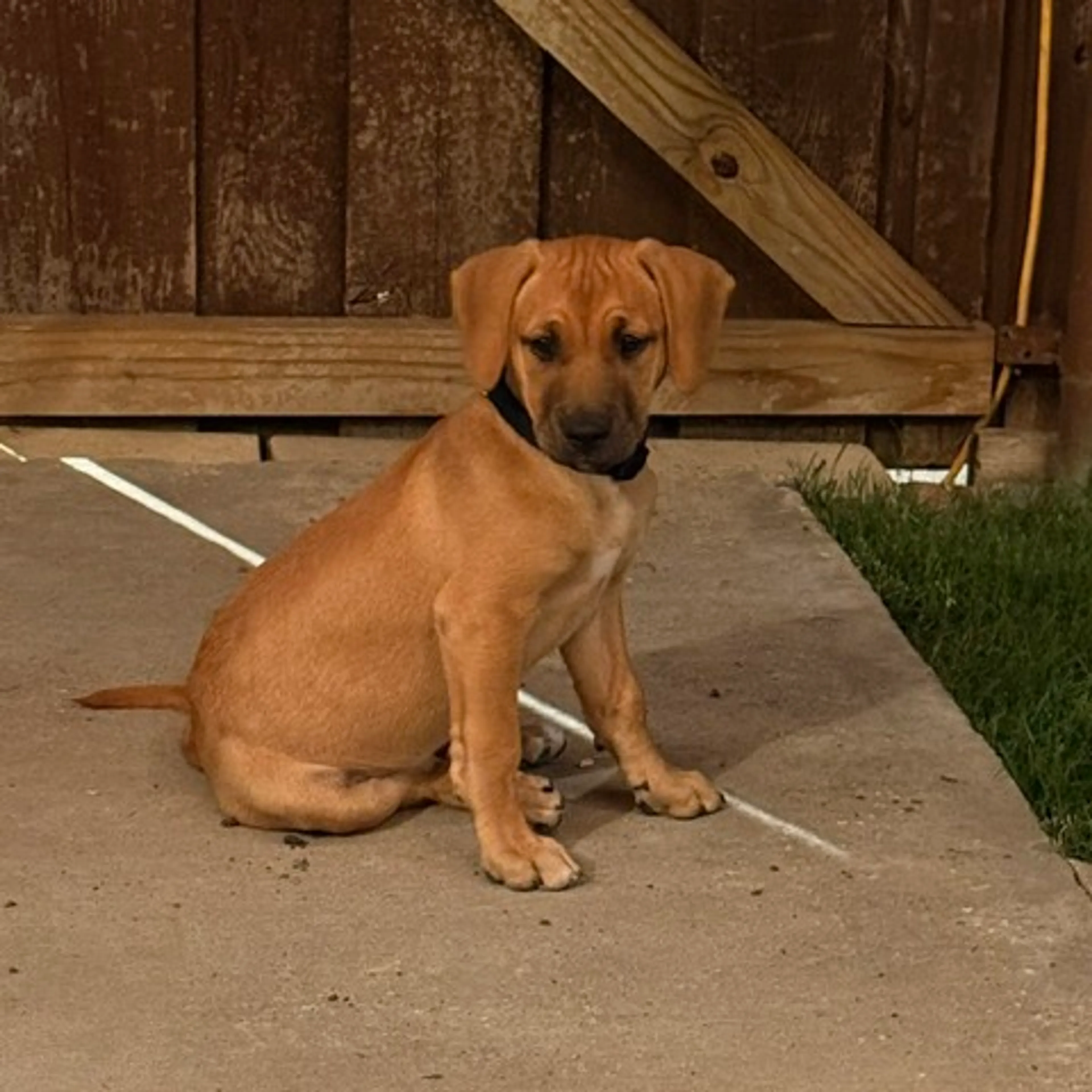 Found pet-3