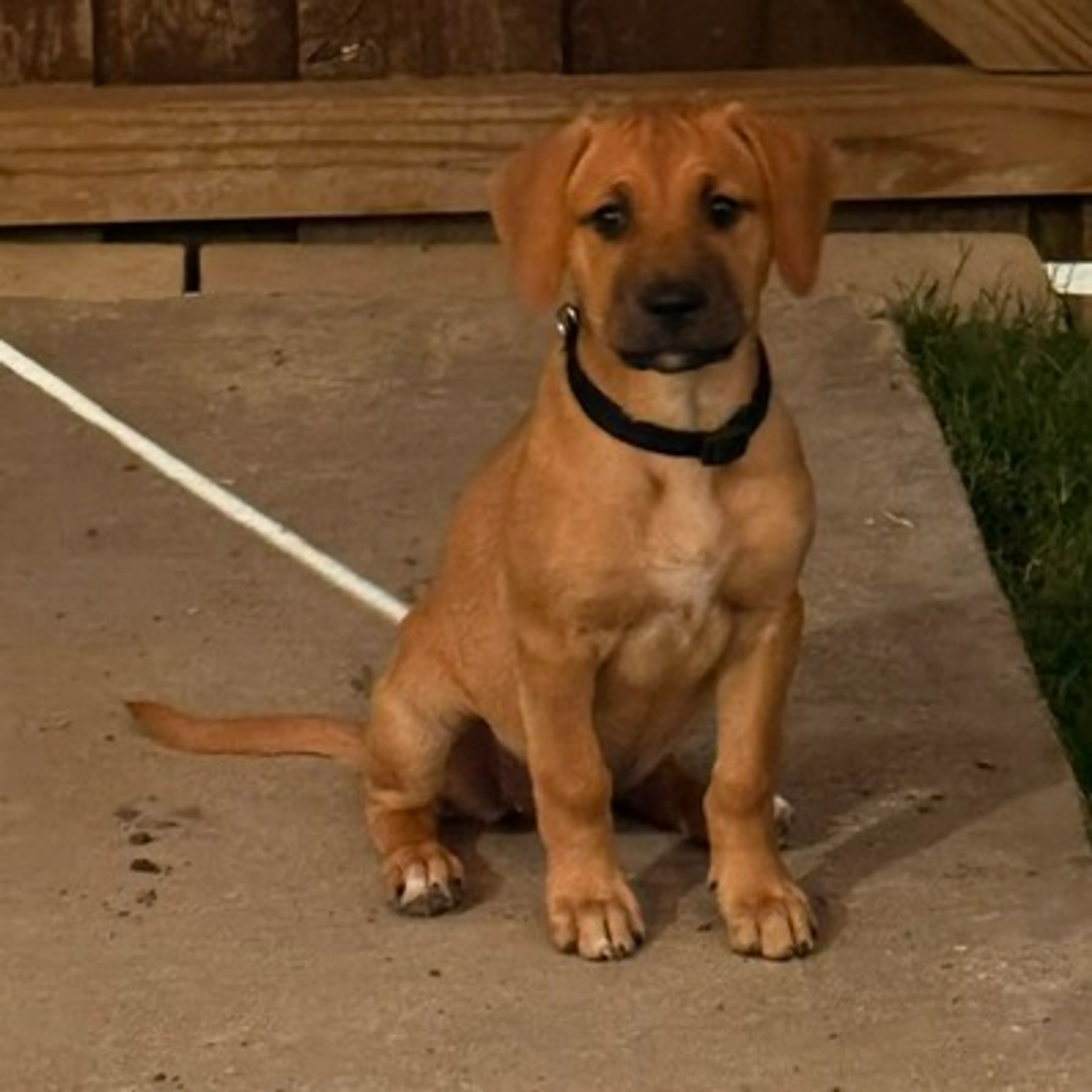Found pet-4