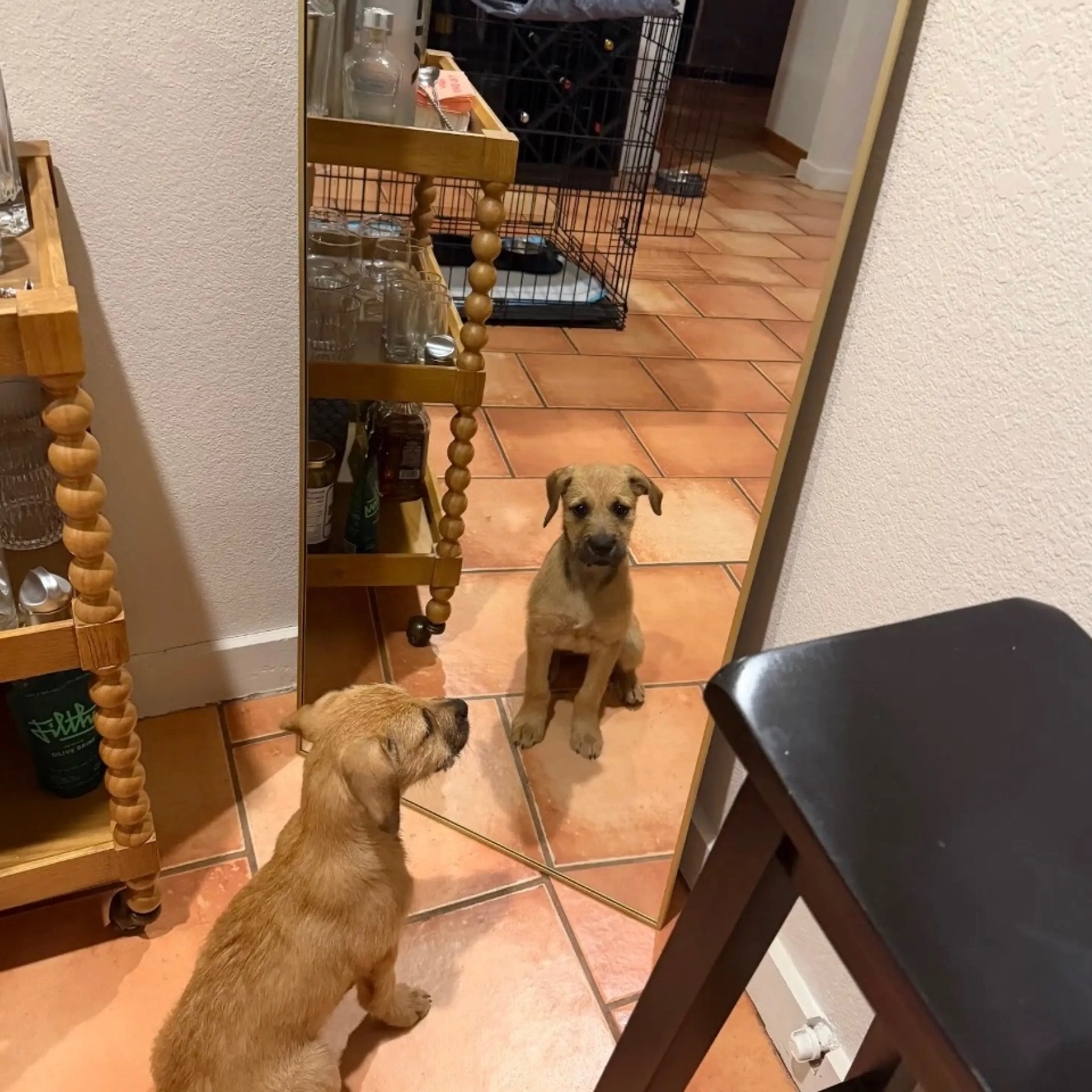 Found pet-5