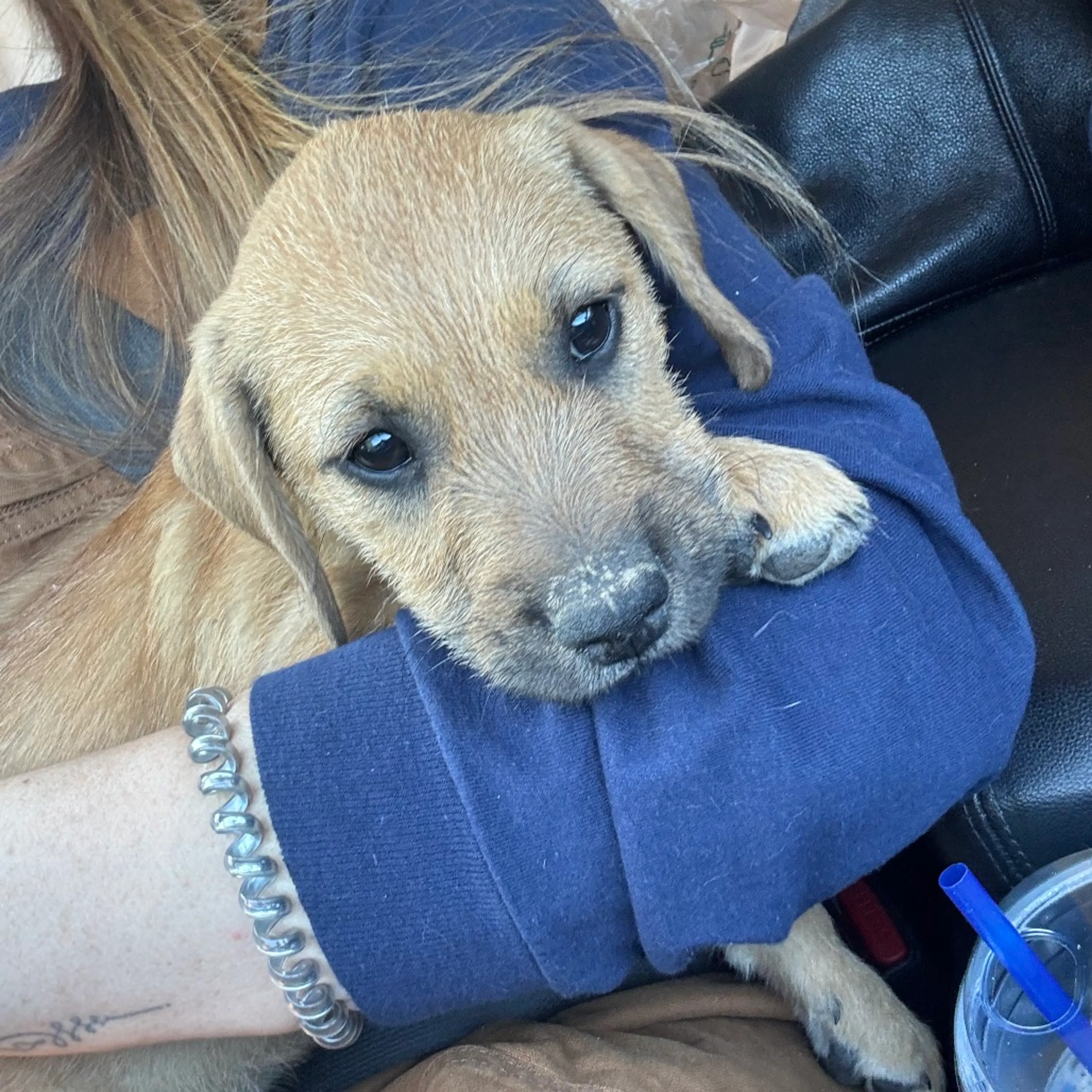 Found pet-2